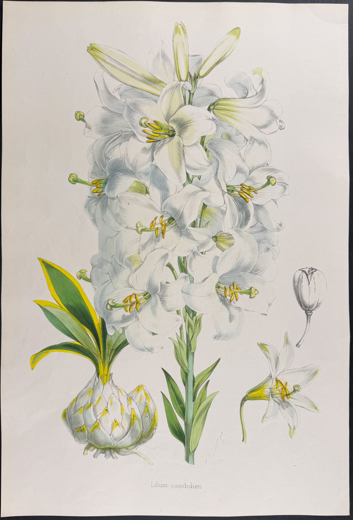 White Lily [Lilium Candidum]