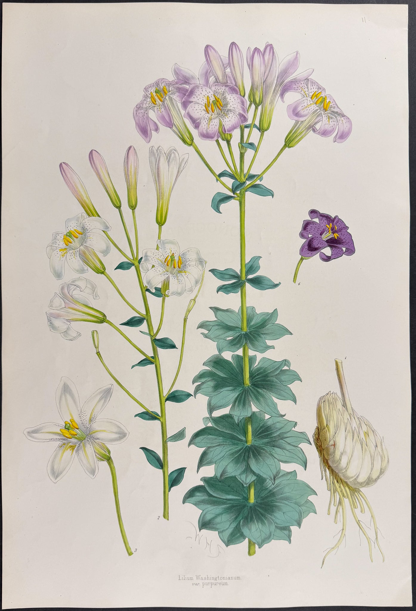 Washington Lily [Lilium Washingtonianum purpureum]
