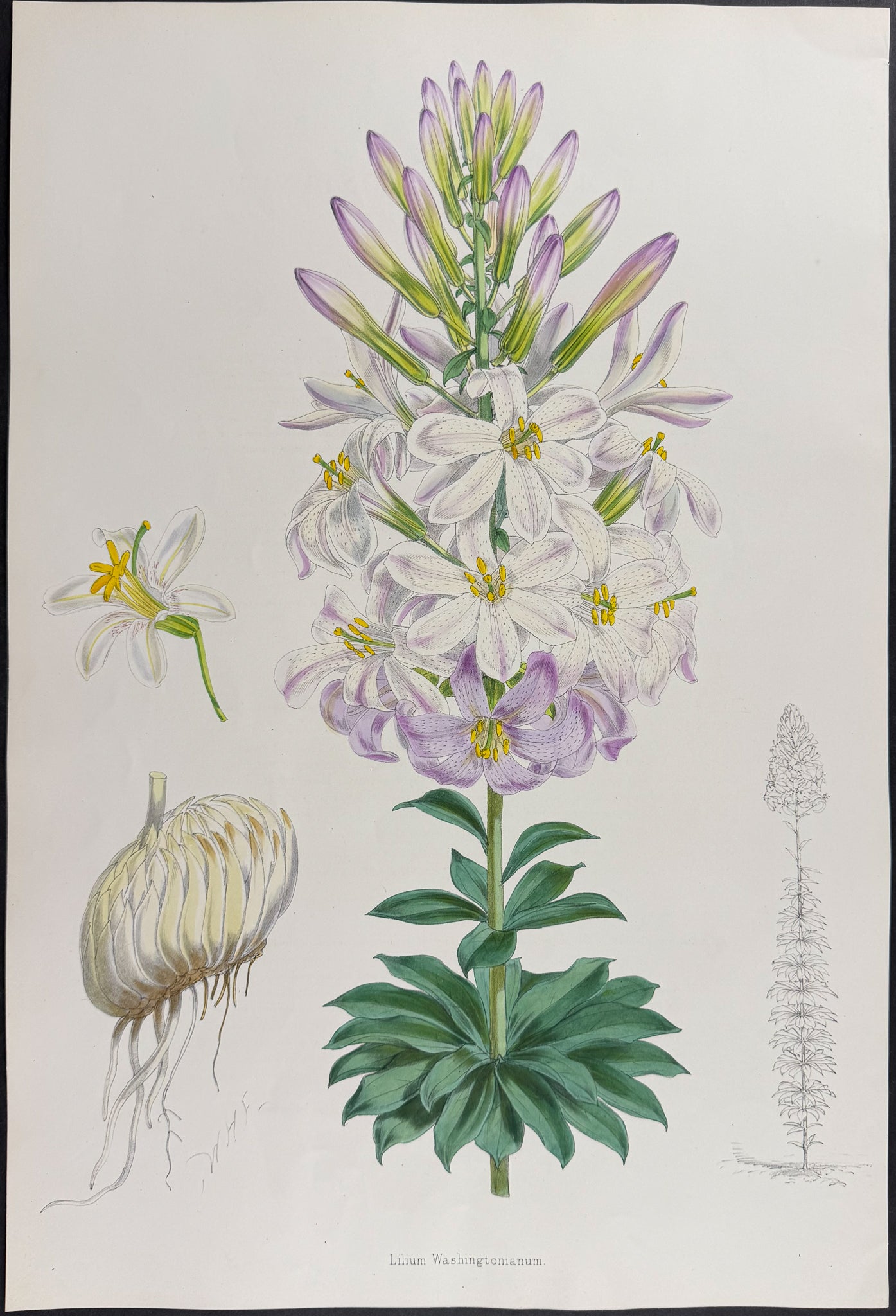 Washington Lily [Lilium Washingtonianum purpureum]