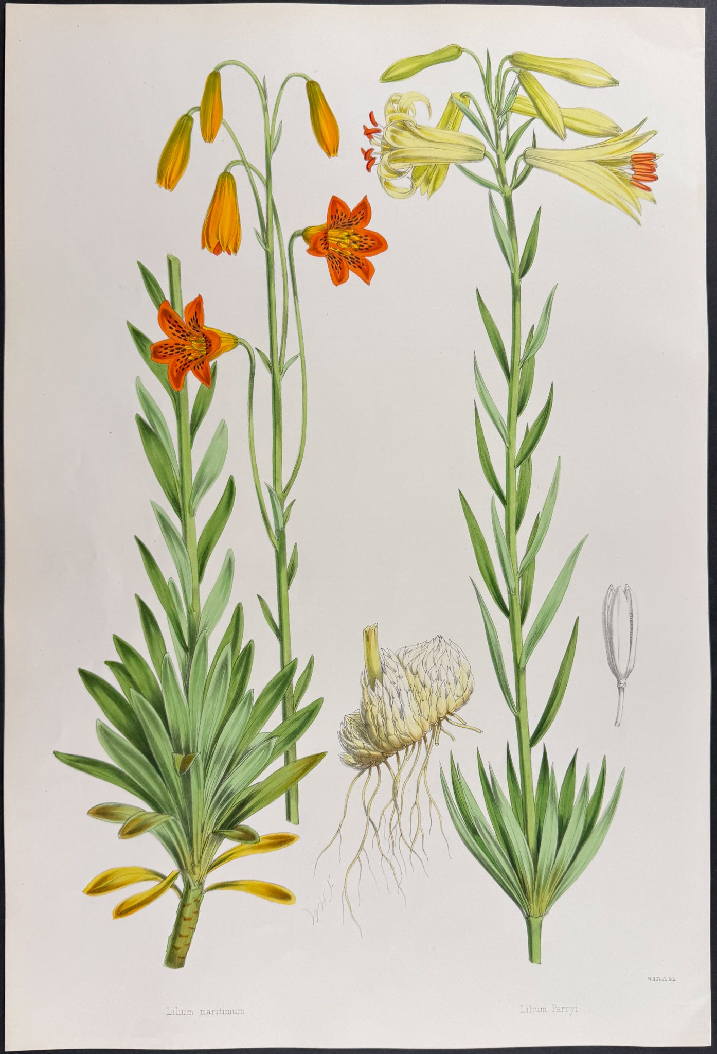 Parry's Lily & Coast Lily [Lilium Parryi & L. Maritimum]