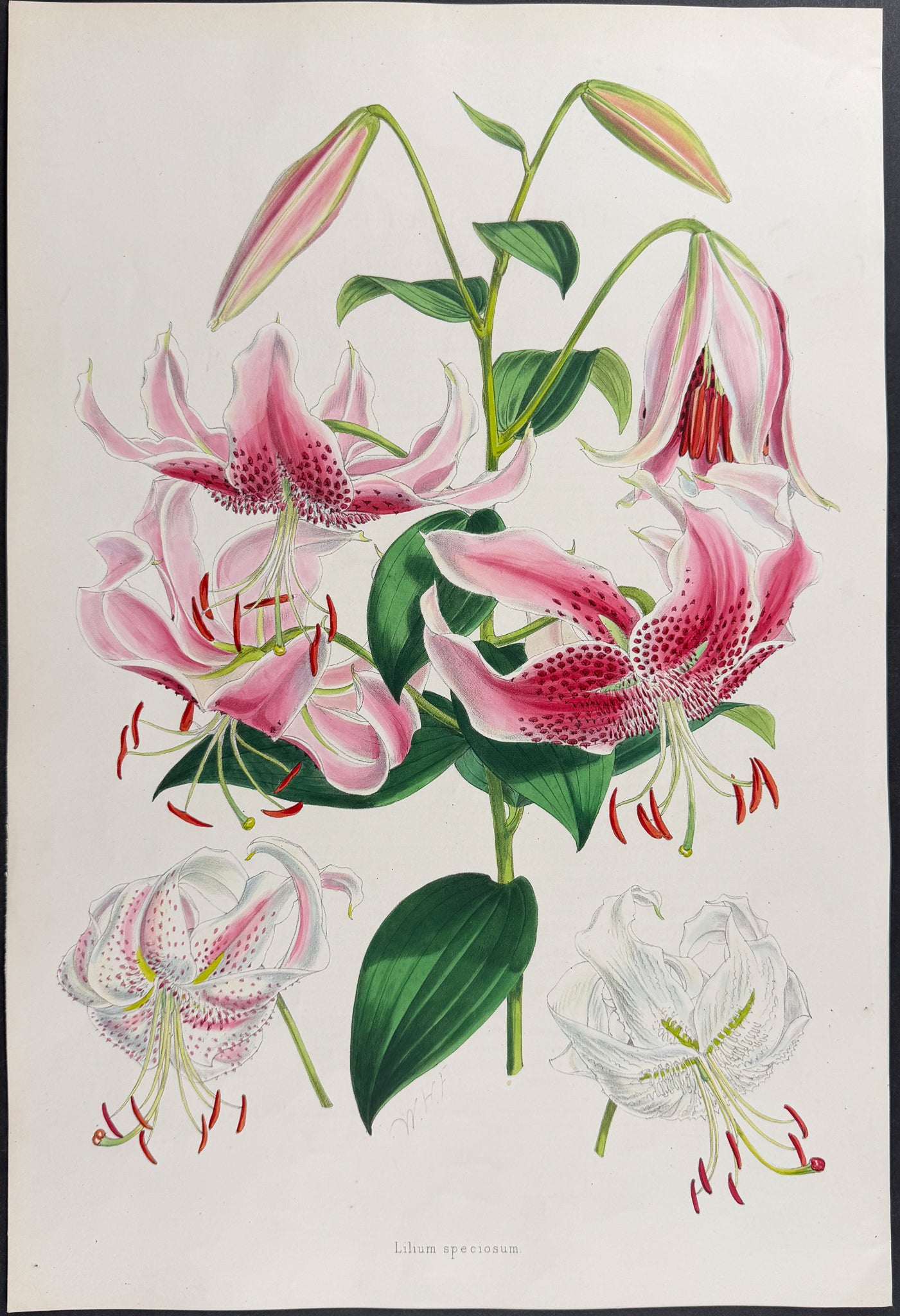 Lance-leaved Lily [Lilium Speciosum]