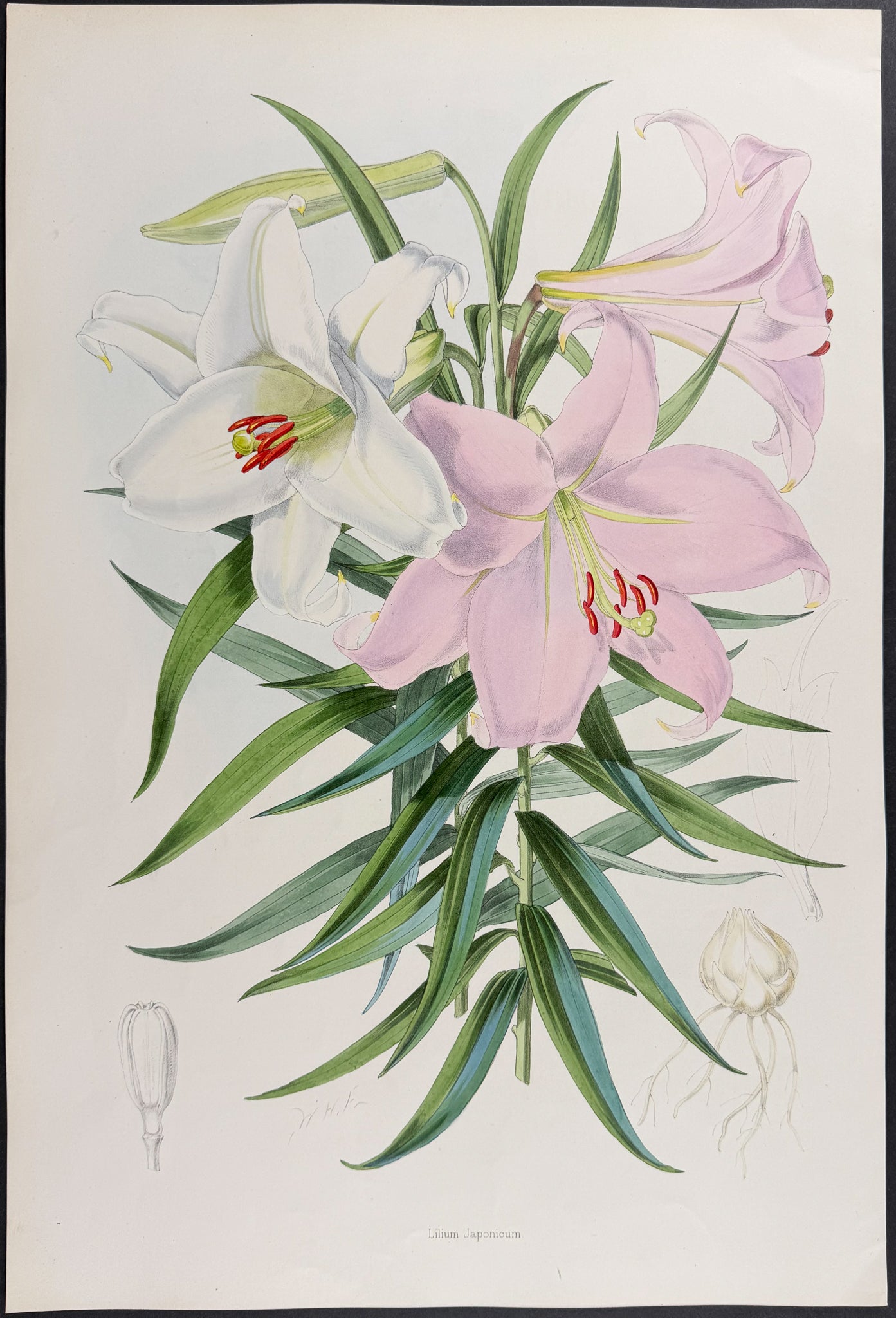 Kramer's Lily [Lilium Japonicum]