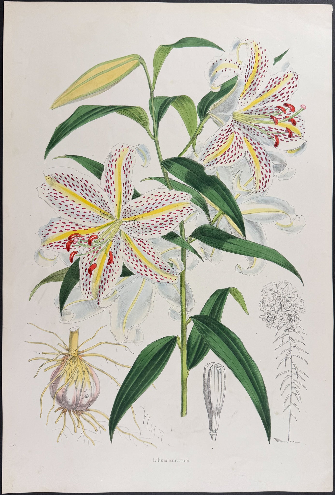 Golden-rayed Lily [Lilium auratum]