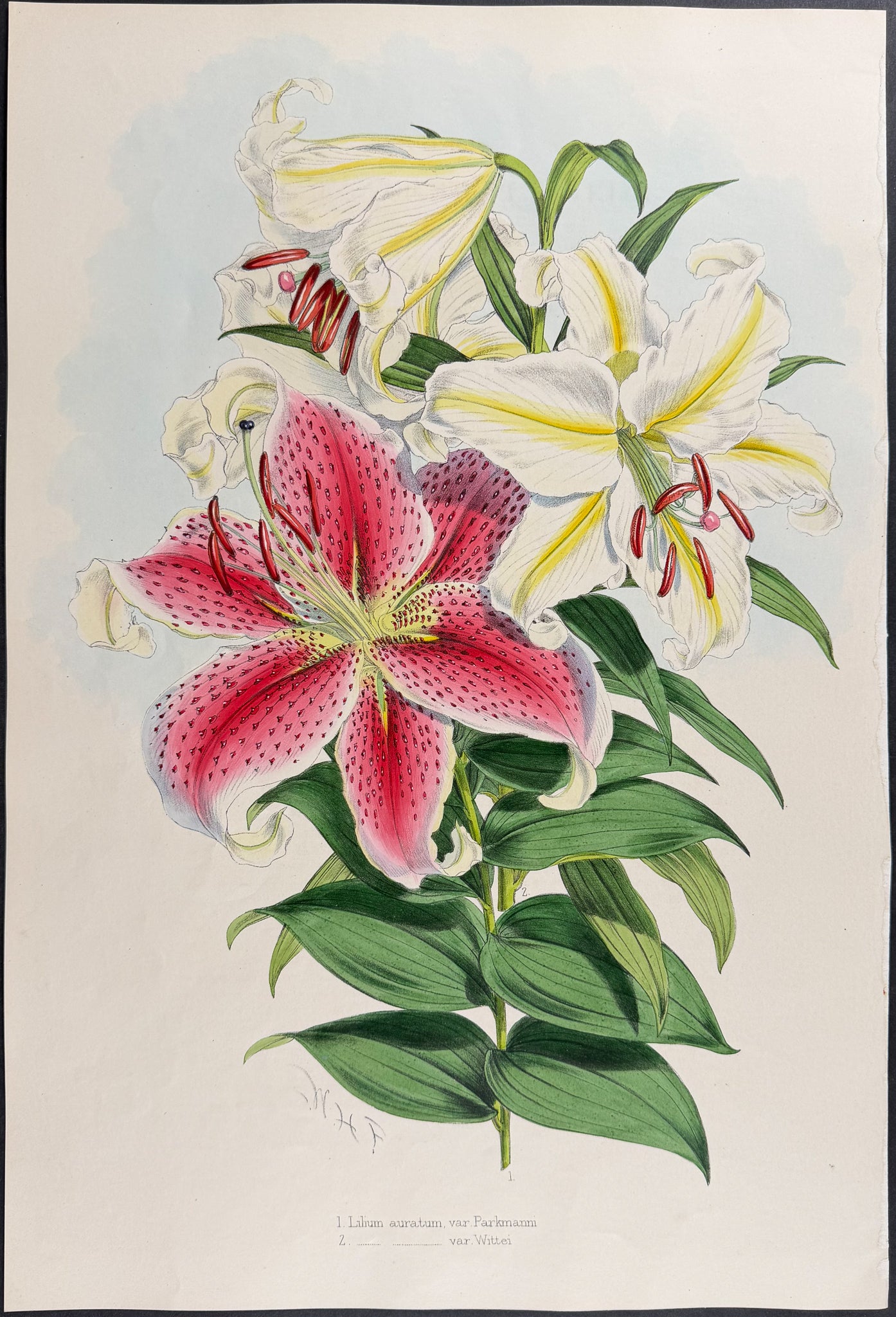Parkman's Lily & Witte's Lily [Lilium Parkmanni & L. Auratum Wittei]