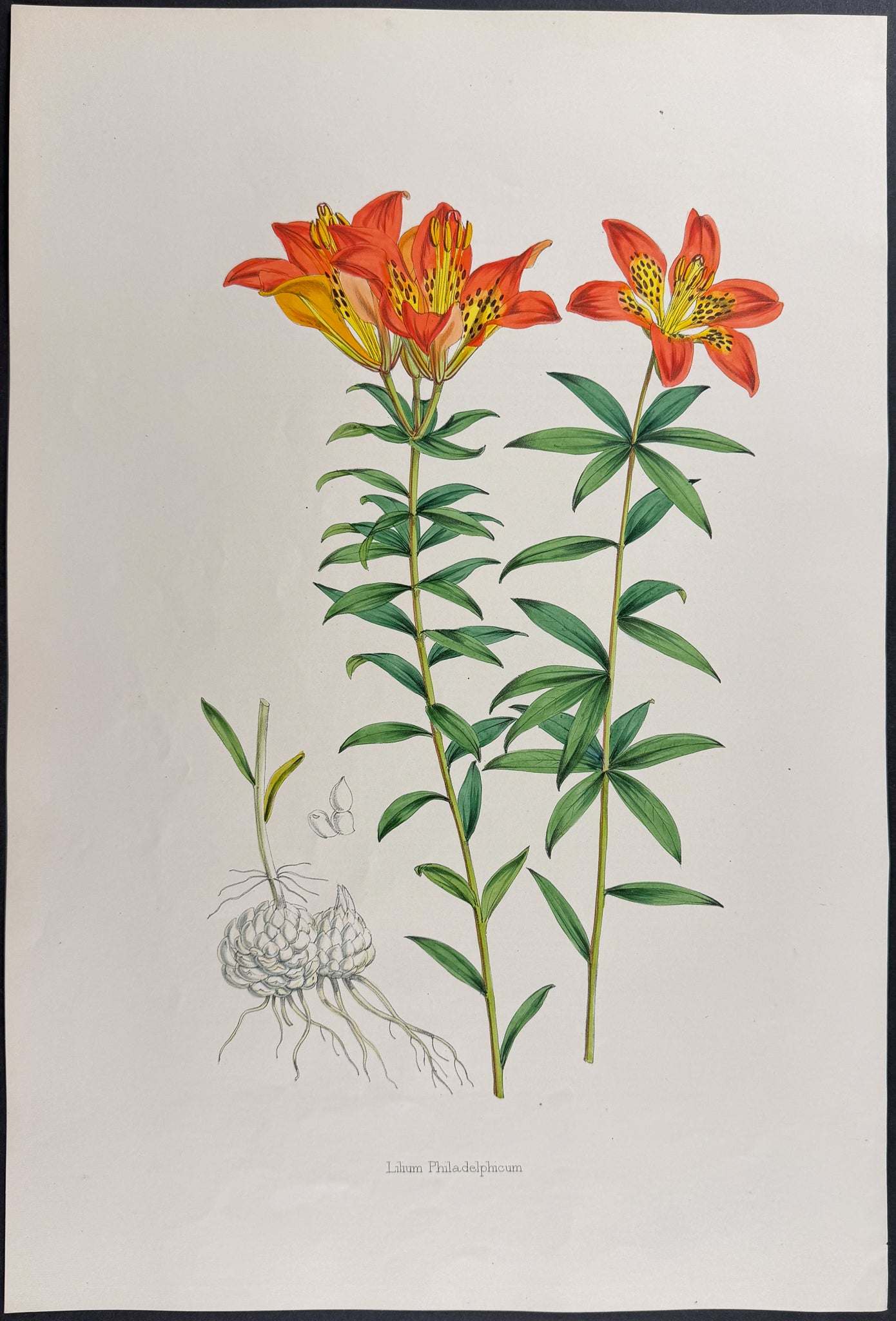Philadelphia Lily [Lilium Philadelphicum]