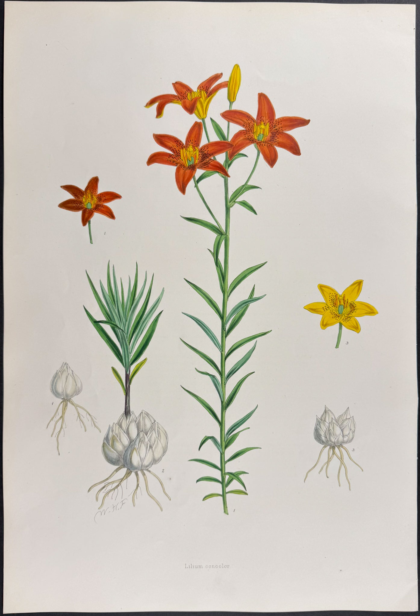 Salisbury's Lily [Lilium Concolor]