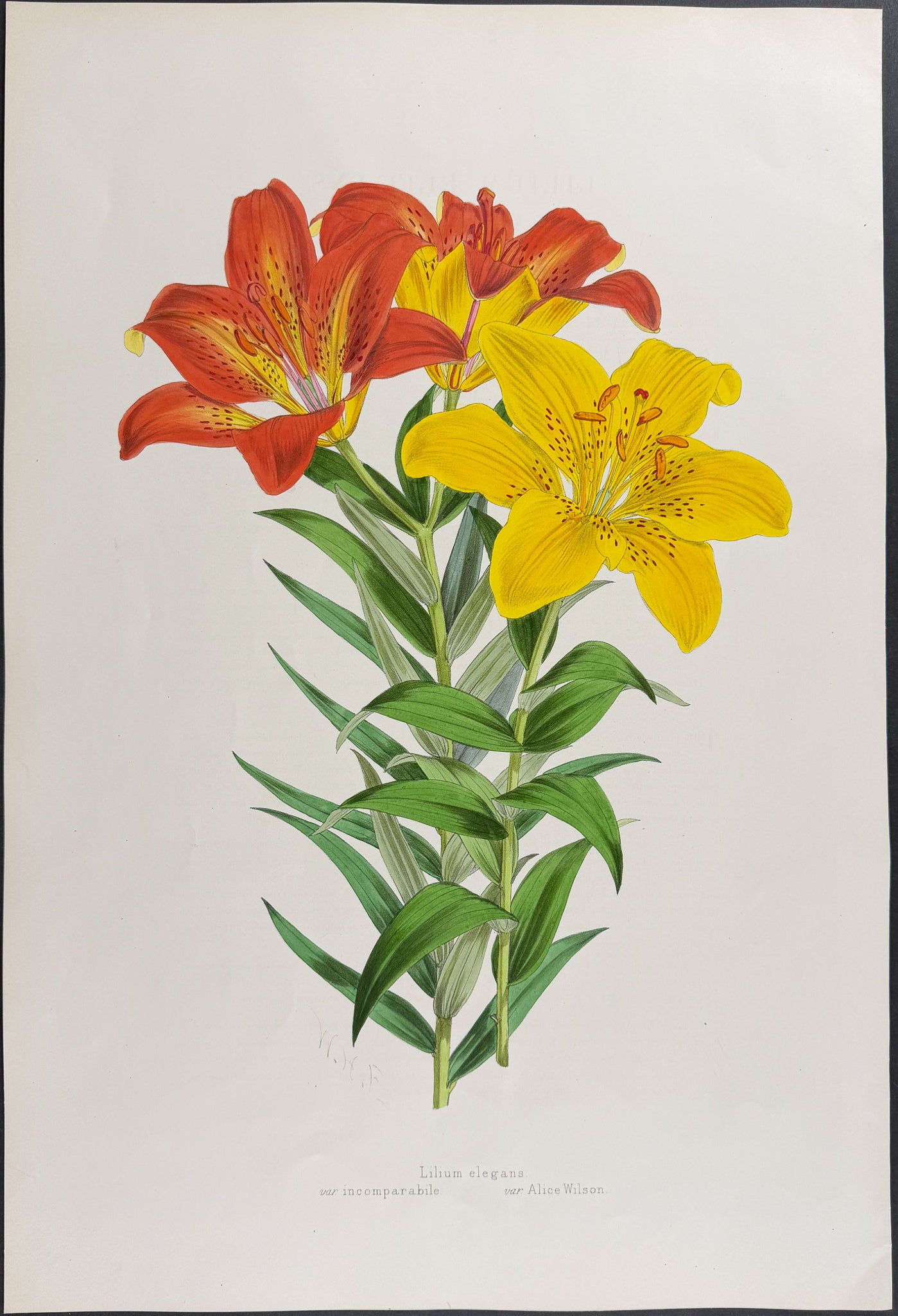 Thurnberg's Lily [Lilium Elegans]