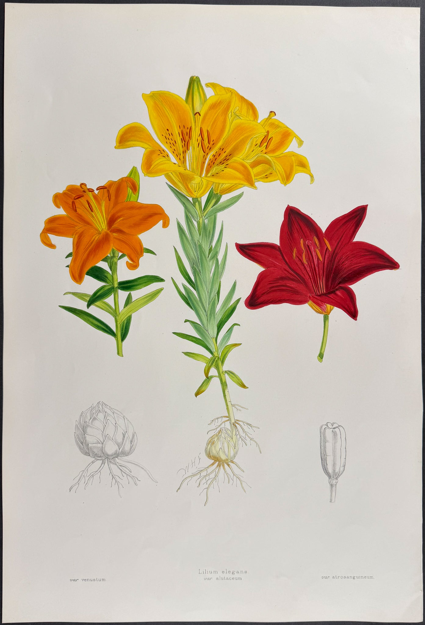Thurnberg's Lily [Lilium Elegans]
