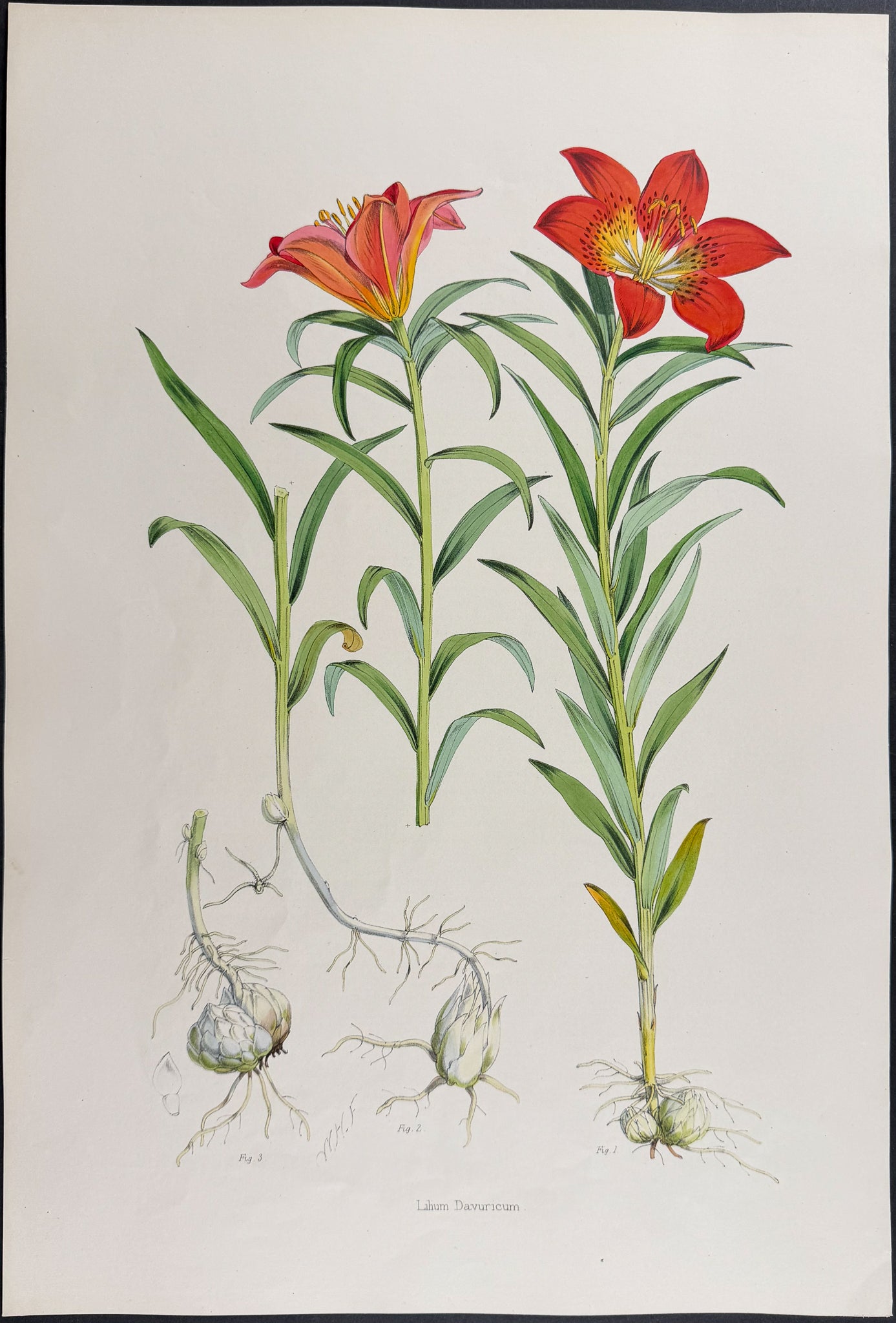 Siberian Lily [Lilium Davuricum]
