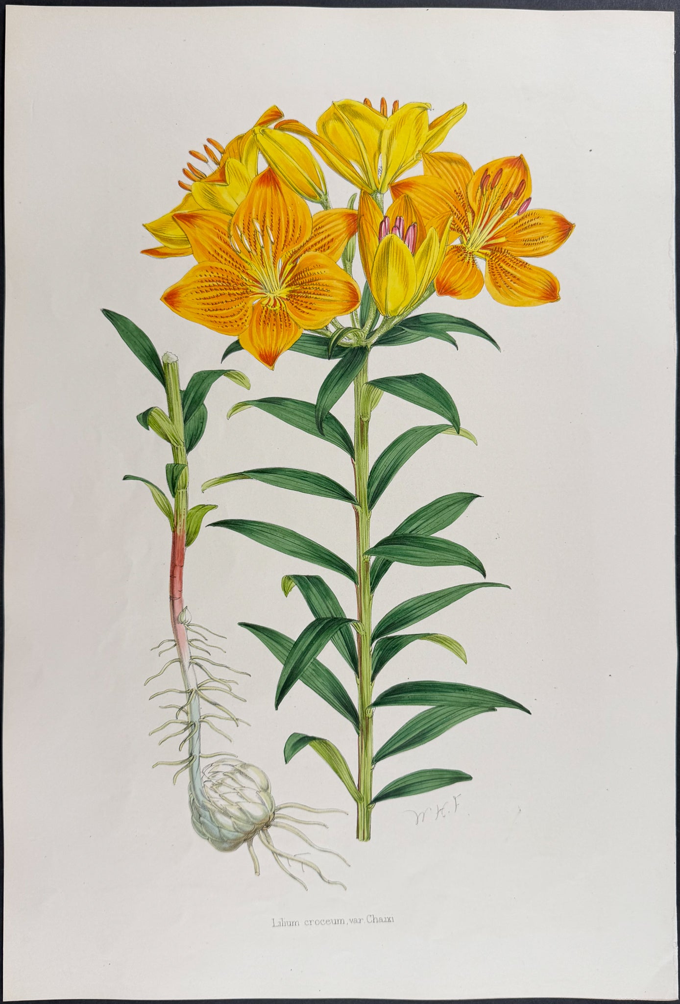 Orange Lily [Lilium Croceum]