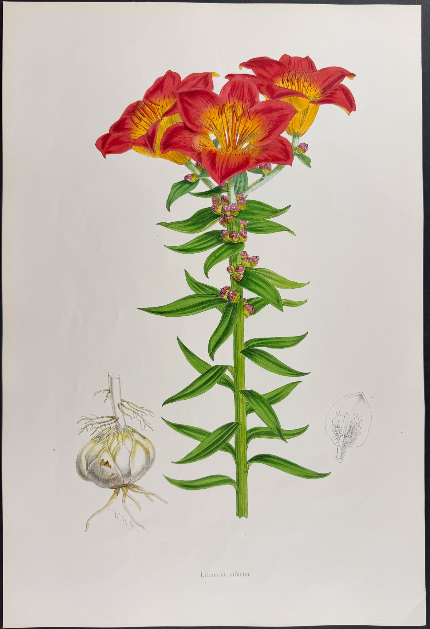 Bulbiferous Lily [Lilium Bulbiferum]