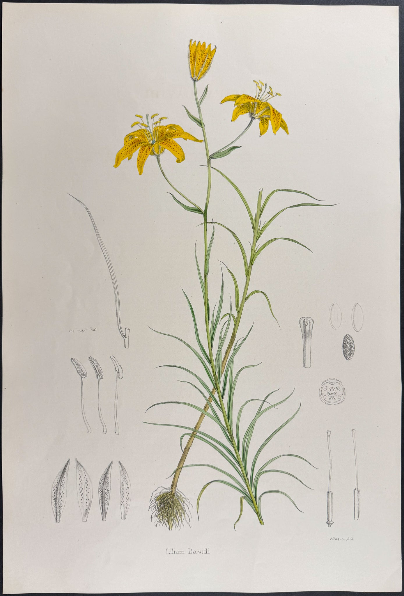 David's Lily [Lilium Davidi]