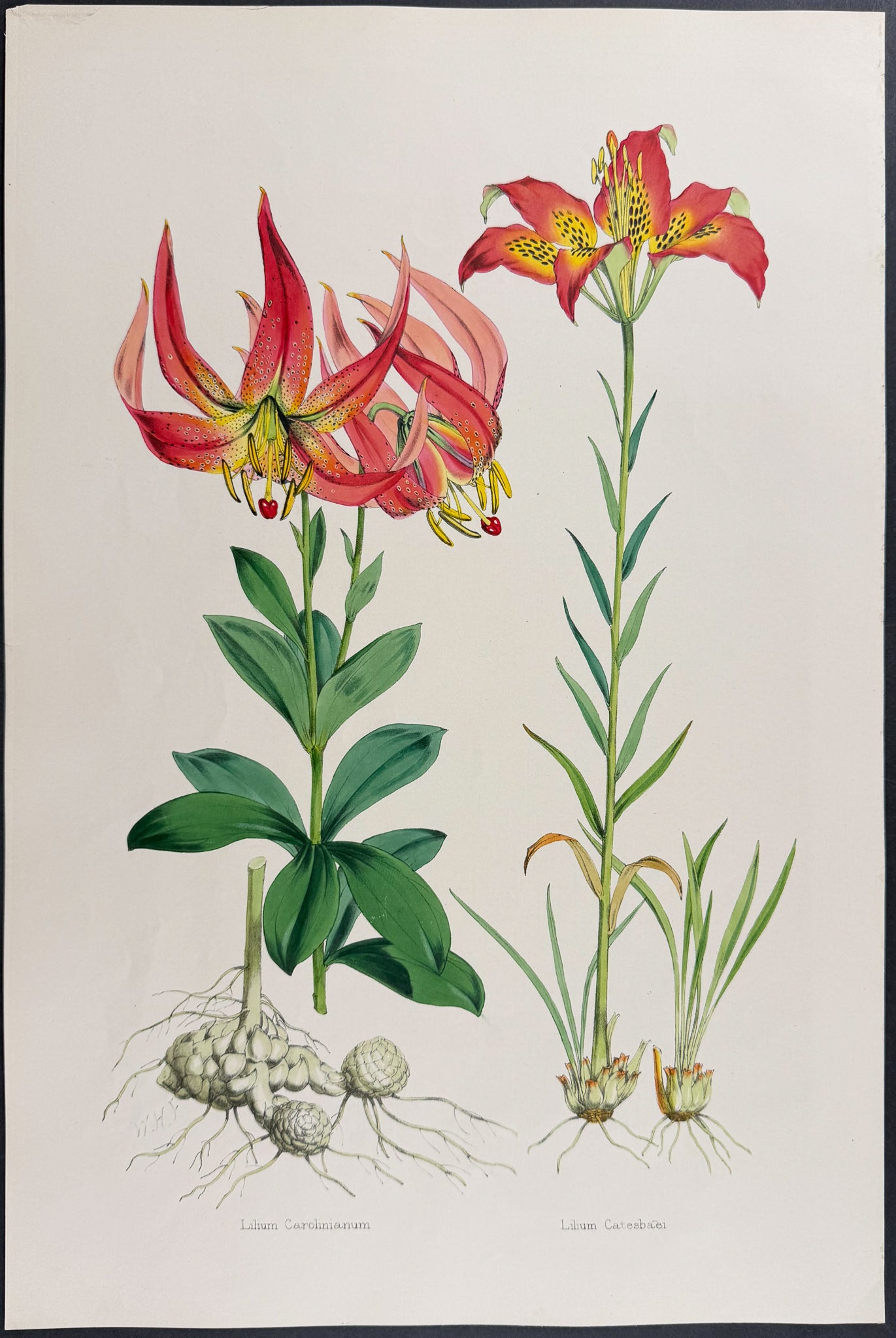 Catesby's Lily & Southern Swamp-Lily [Lilium Catesbaei & L. Carolinianum]