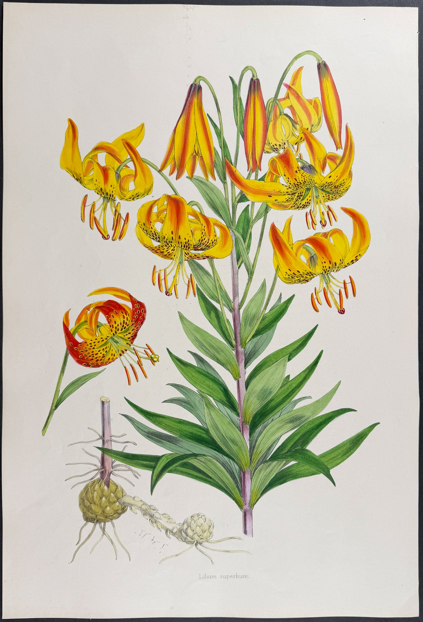 Swamp Lily [Lilium Superbum]