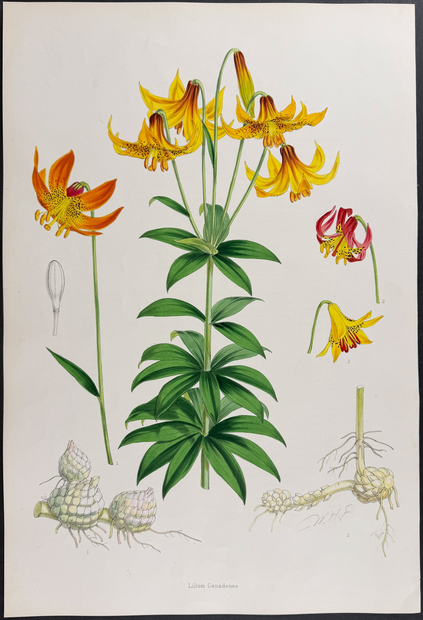 Canada Lily [Lilium Canadense]