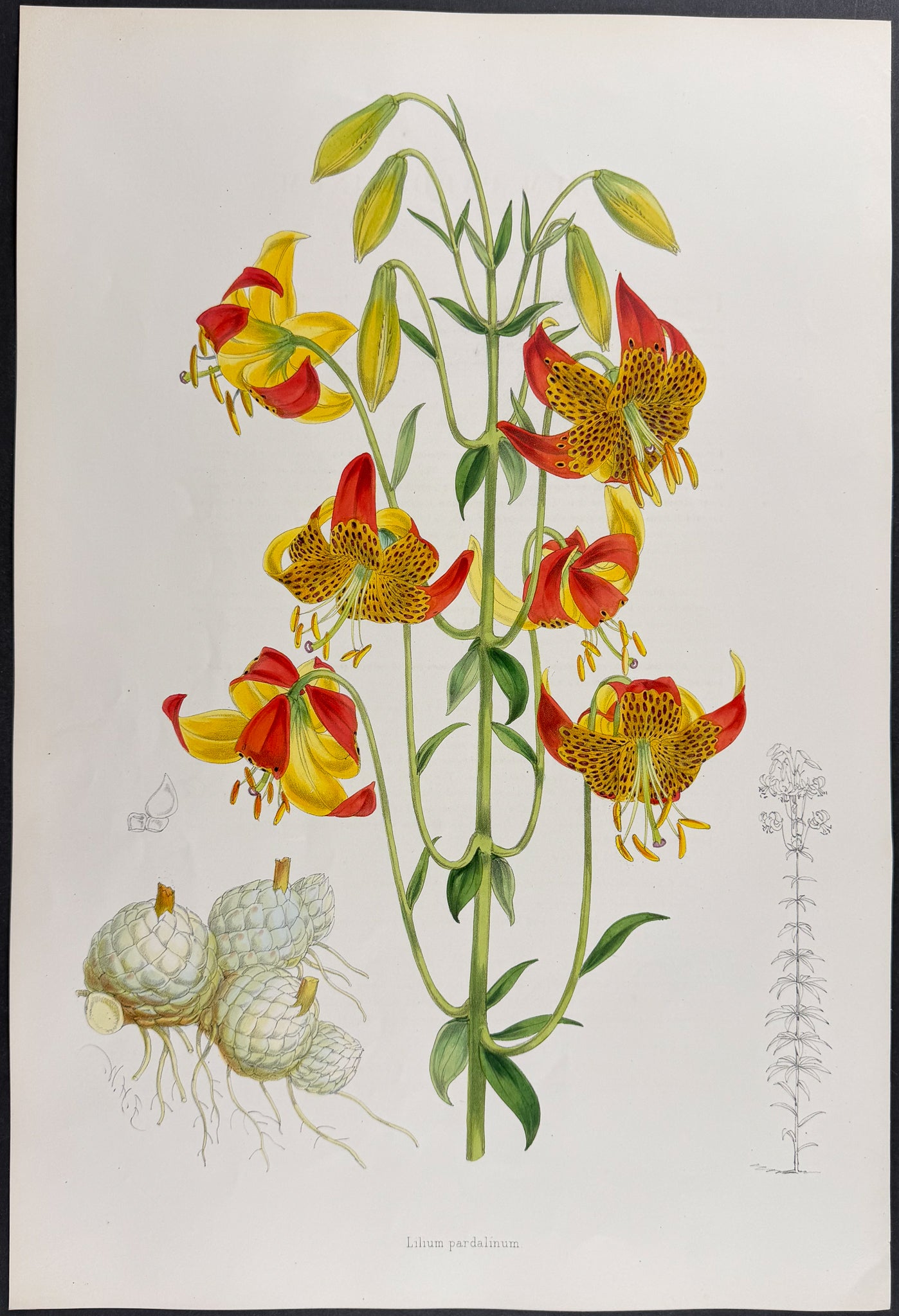 Californian Lily [Lilium Pardalinum]