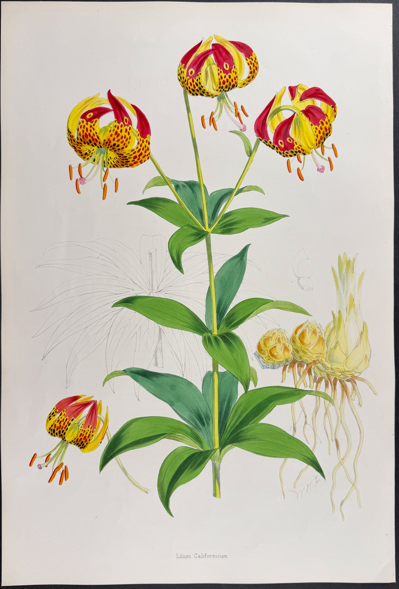 Californian Lily [Lilium Pardalinum]
