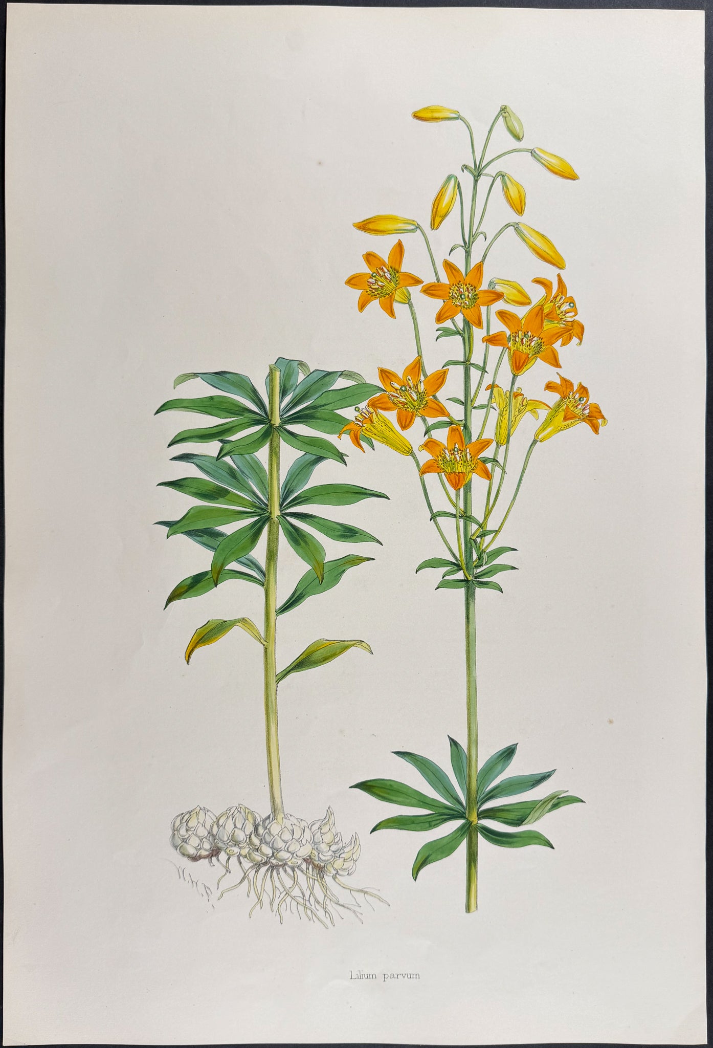 Small-flowered Rocky-Mountain Lily [Lilium Parvum]