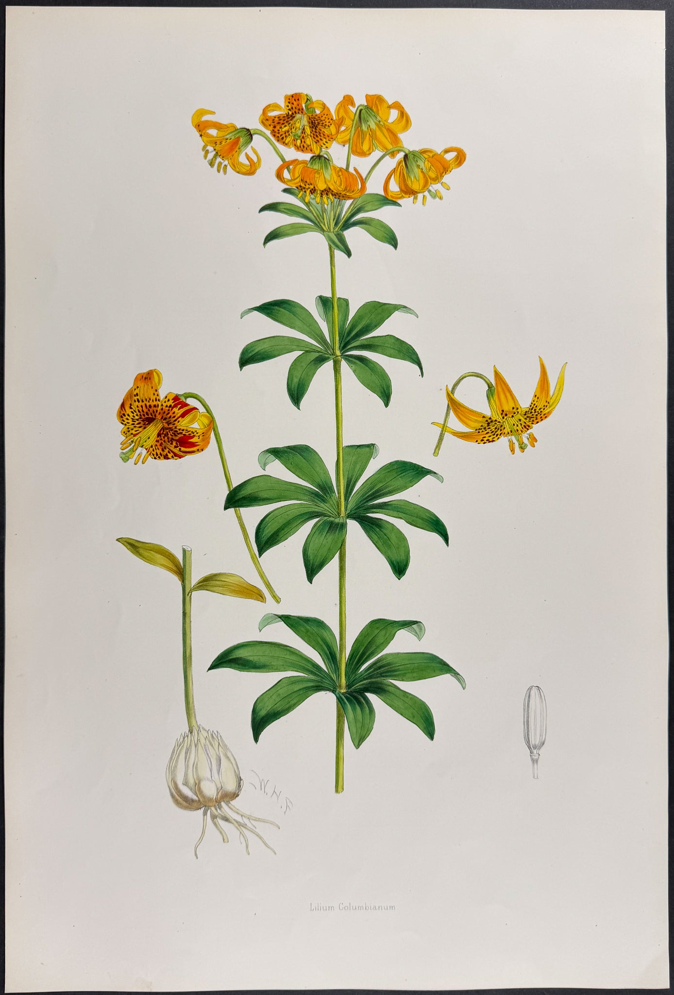 Oregon Lily [Lilium Columbianum]