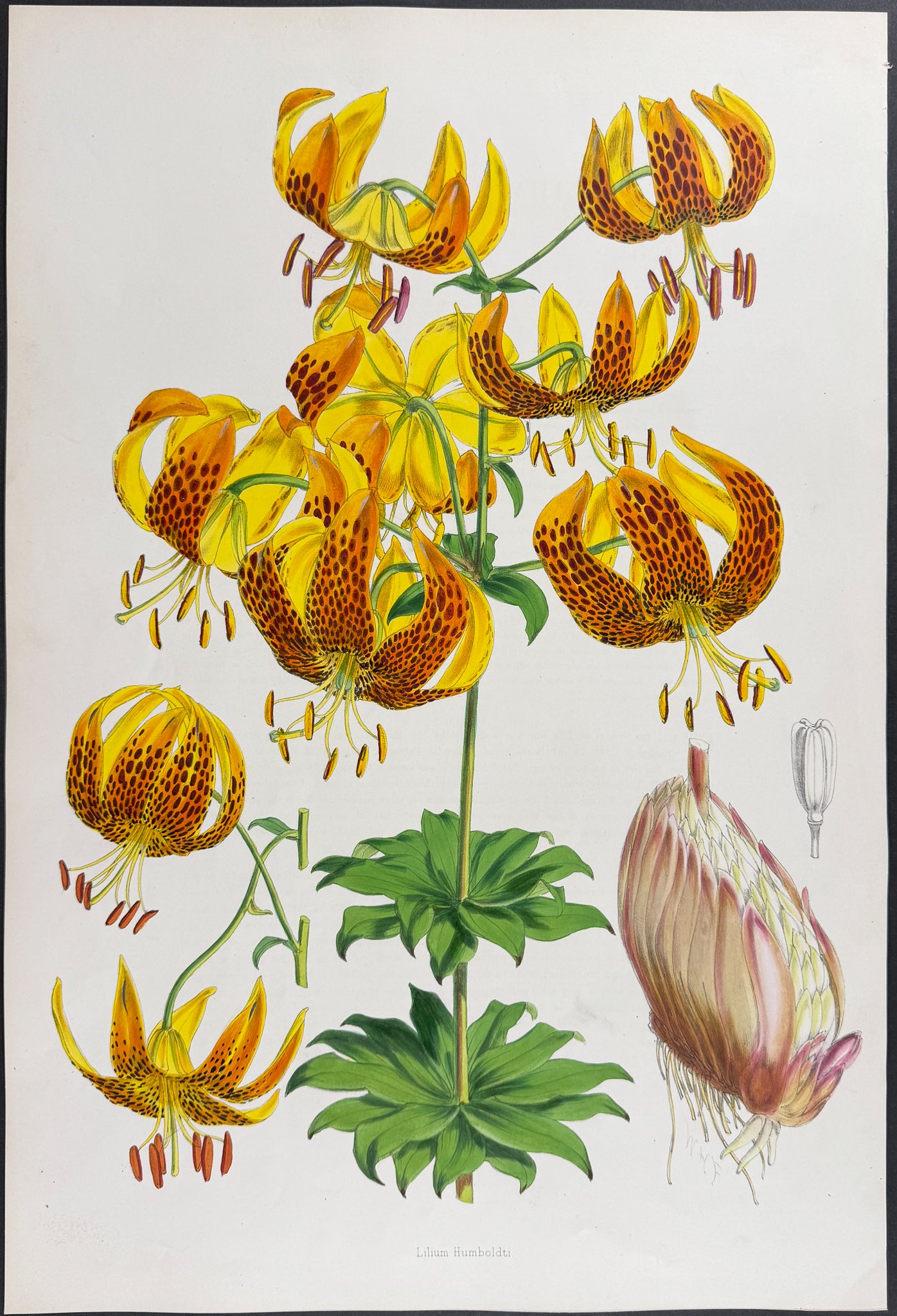 Humboldt's Lily [Lilium Humboldti]