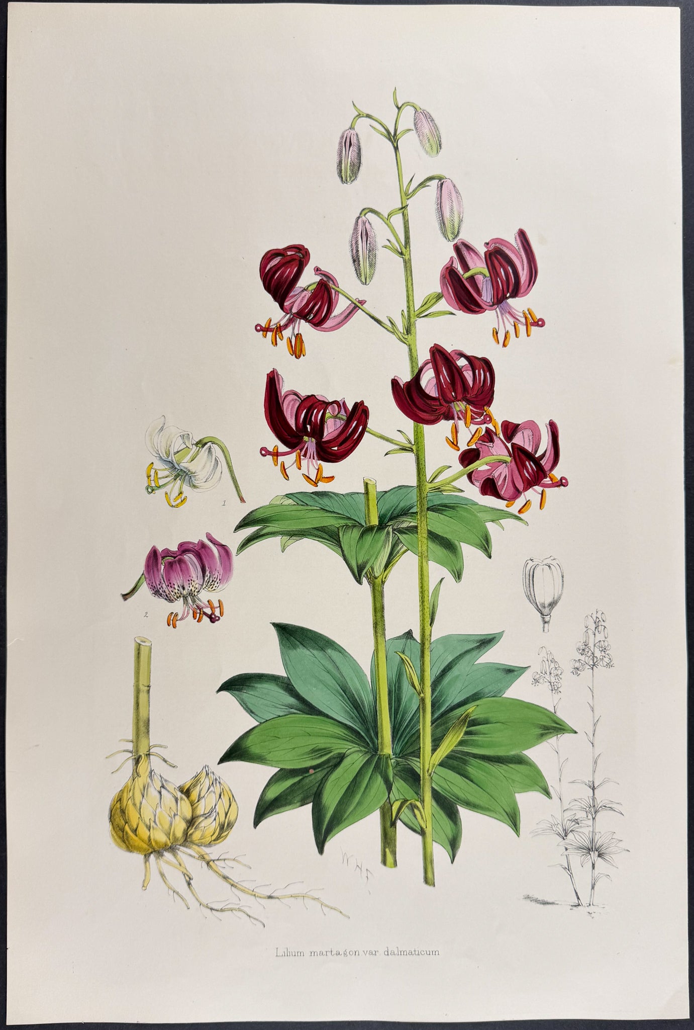 Martagon Lily [Lilium Martagon]