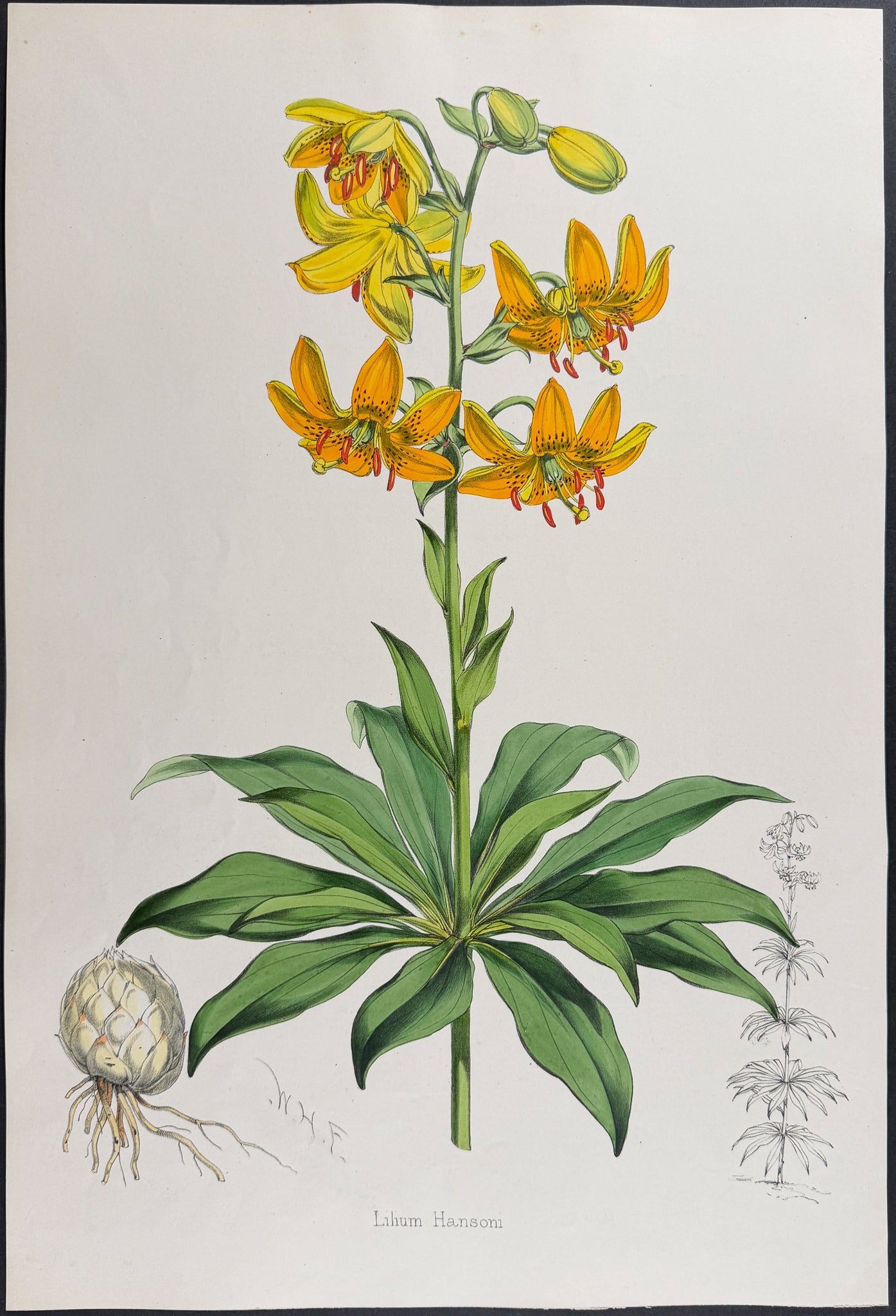 Hanson's Lily [Lilium Hansoni]