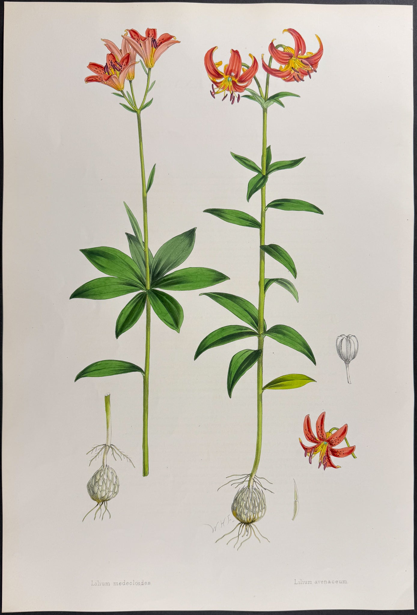 Fischer's Lily & Gray's Japan Lily [Lilium Avenaceum & L. medeoloides]