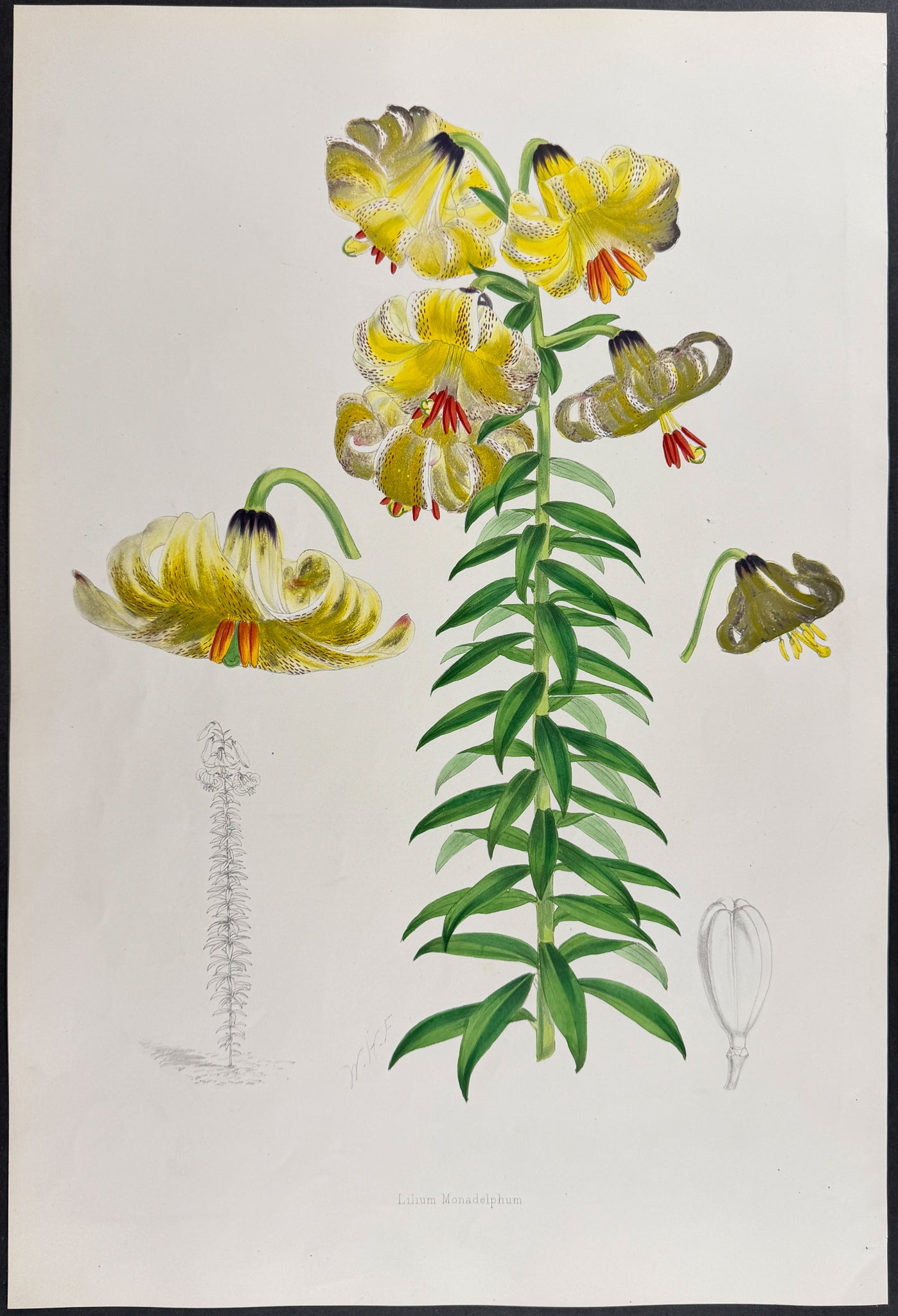 Caucasian Lily [Lilium Monadelphum]