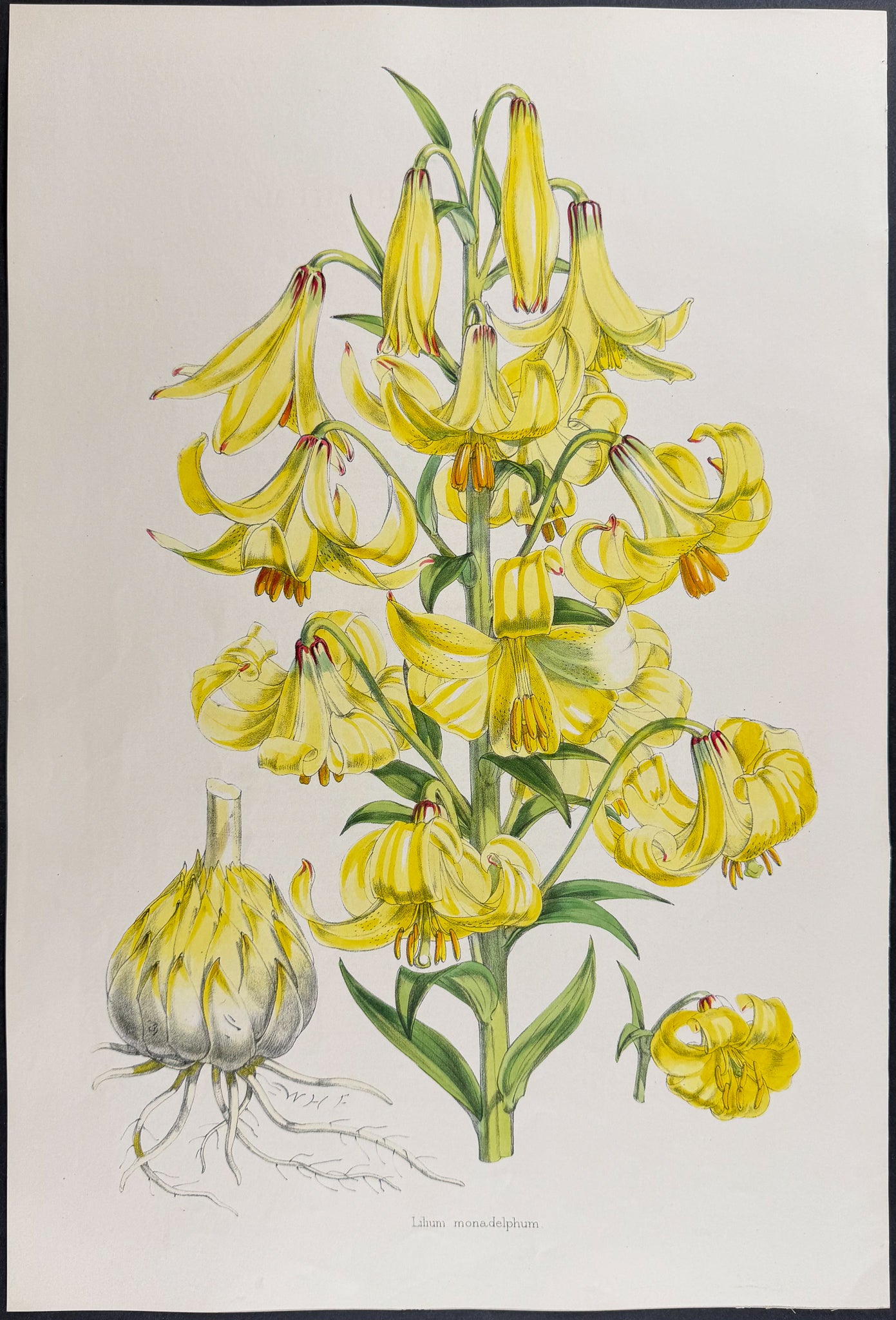 Caucasian Lily [Lilium Monadelphum]