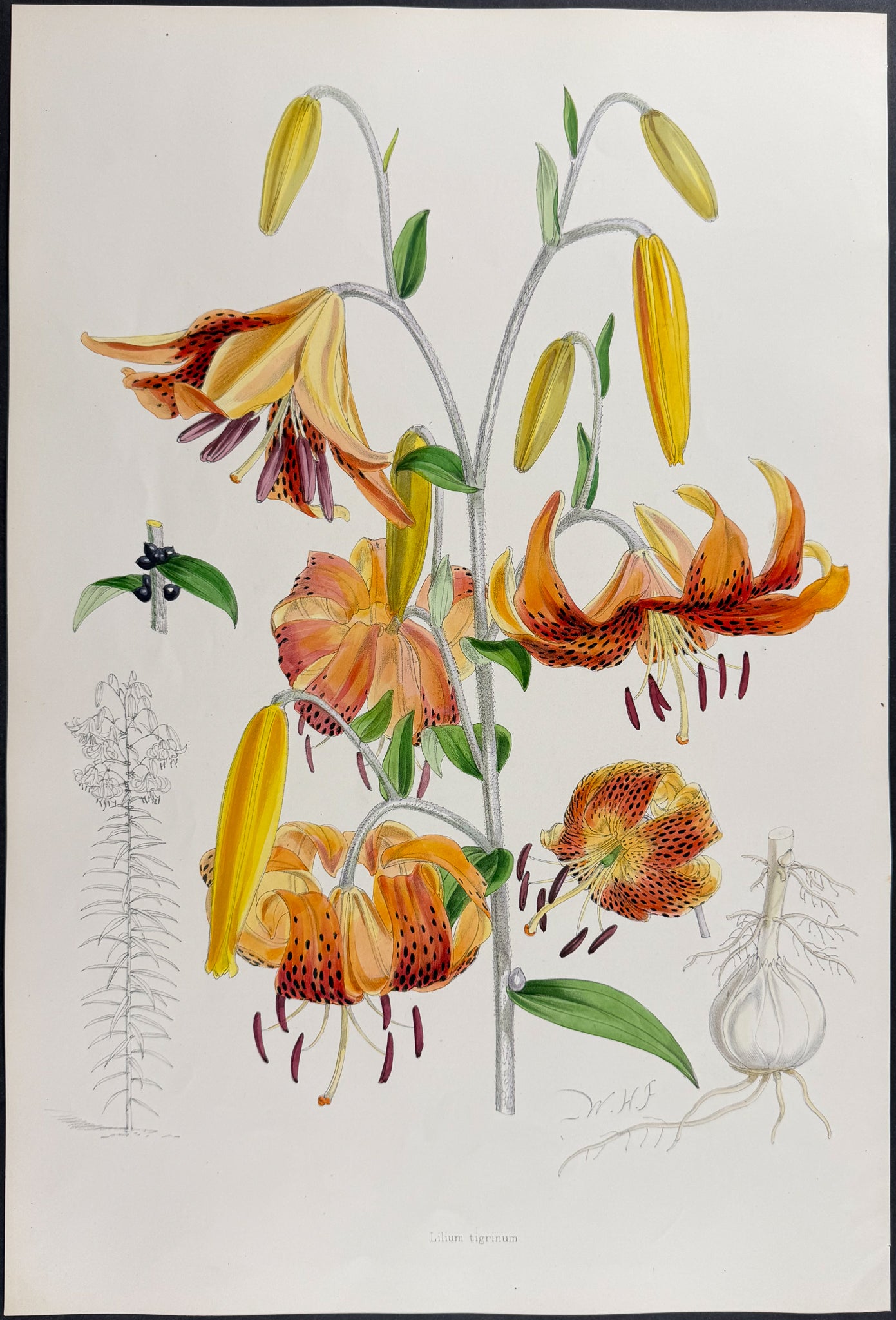 Tiger Lily [Lilium Tigrinum]