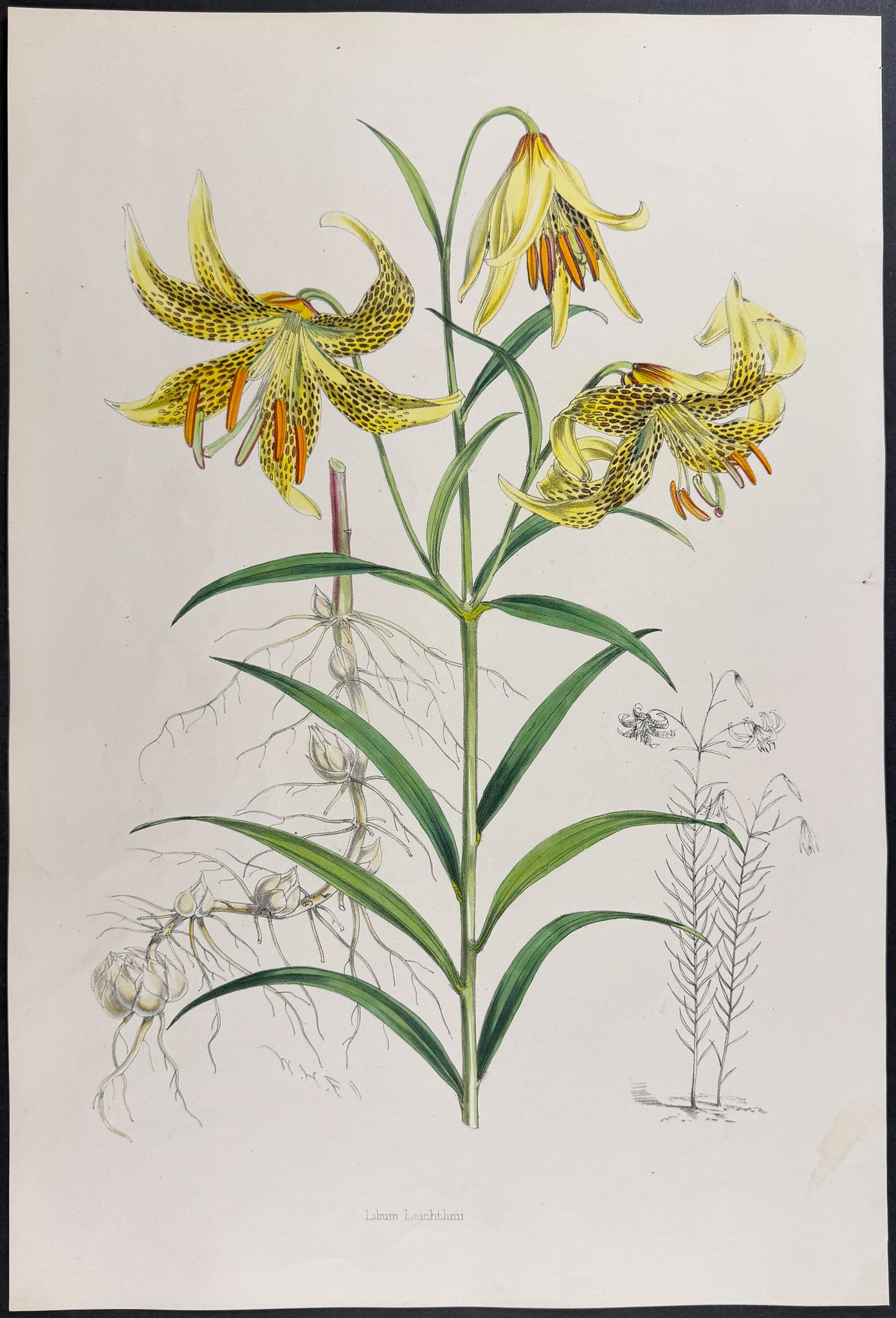 Leichtlin's Lily [Lilium Leichtlini]