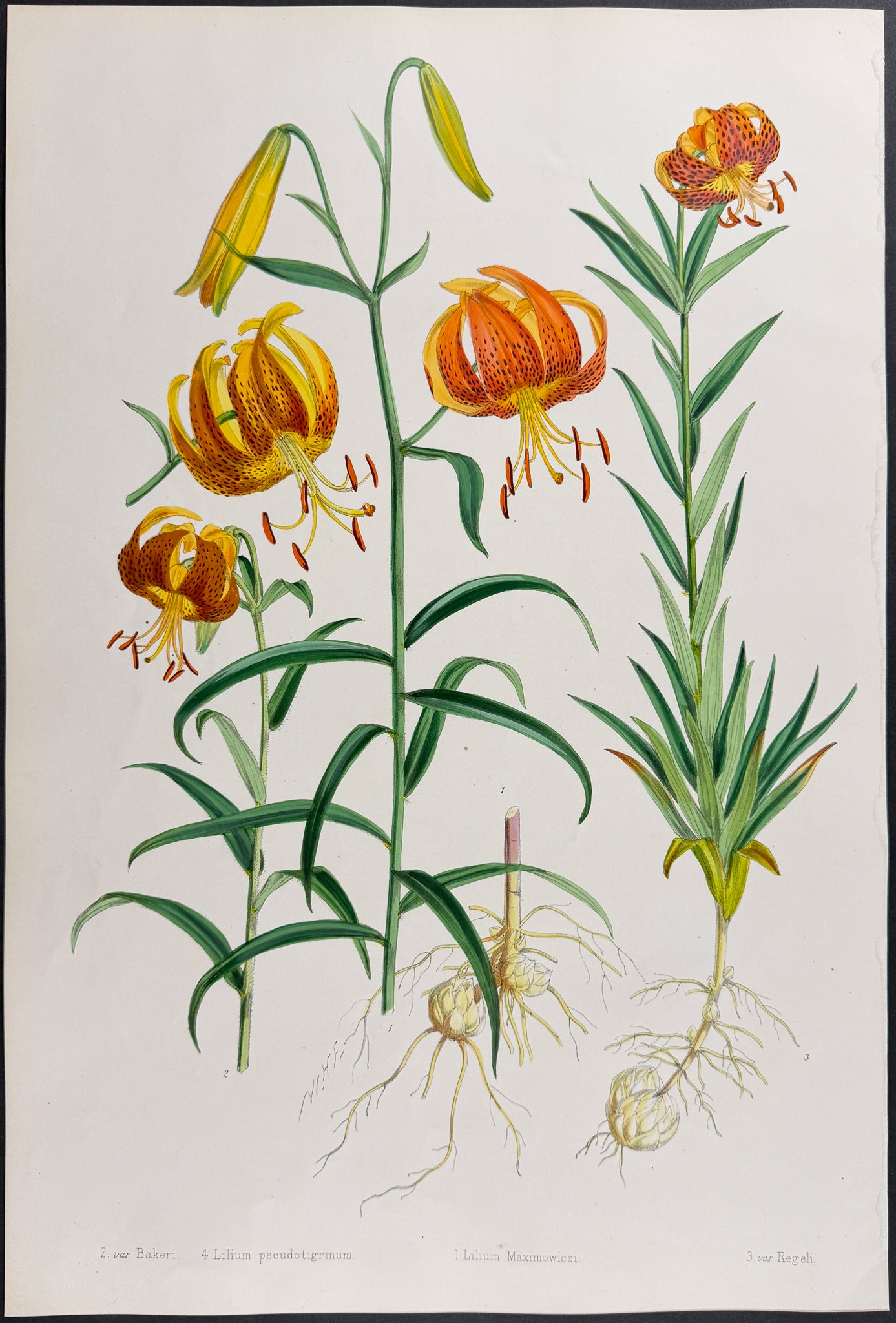 Maximowicz's Lily [Lilium Maximowiczi 