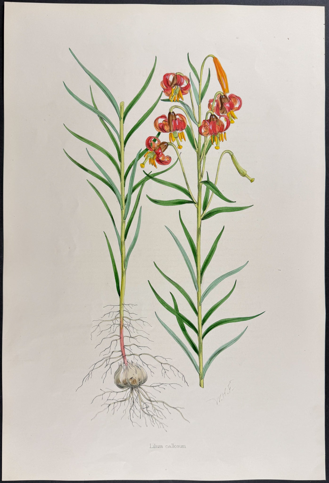 Siebold's Lily [Lilium Callosum]