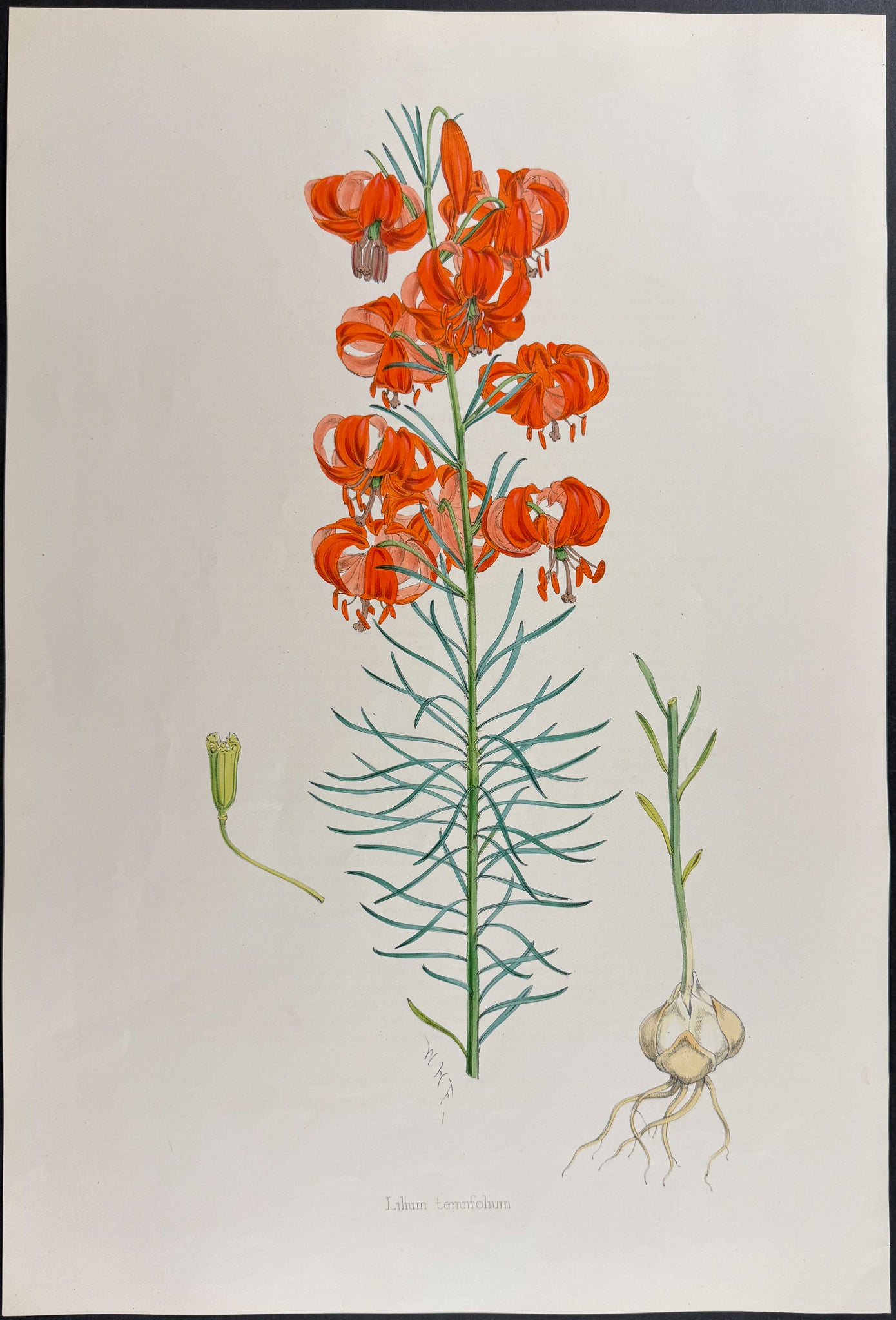 Narrow-leaved Lily [Lilium Tenuifolium]