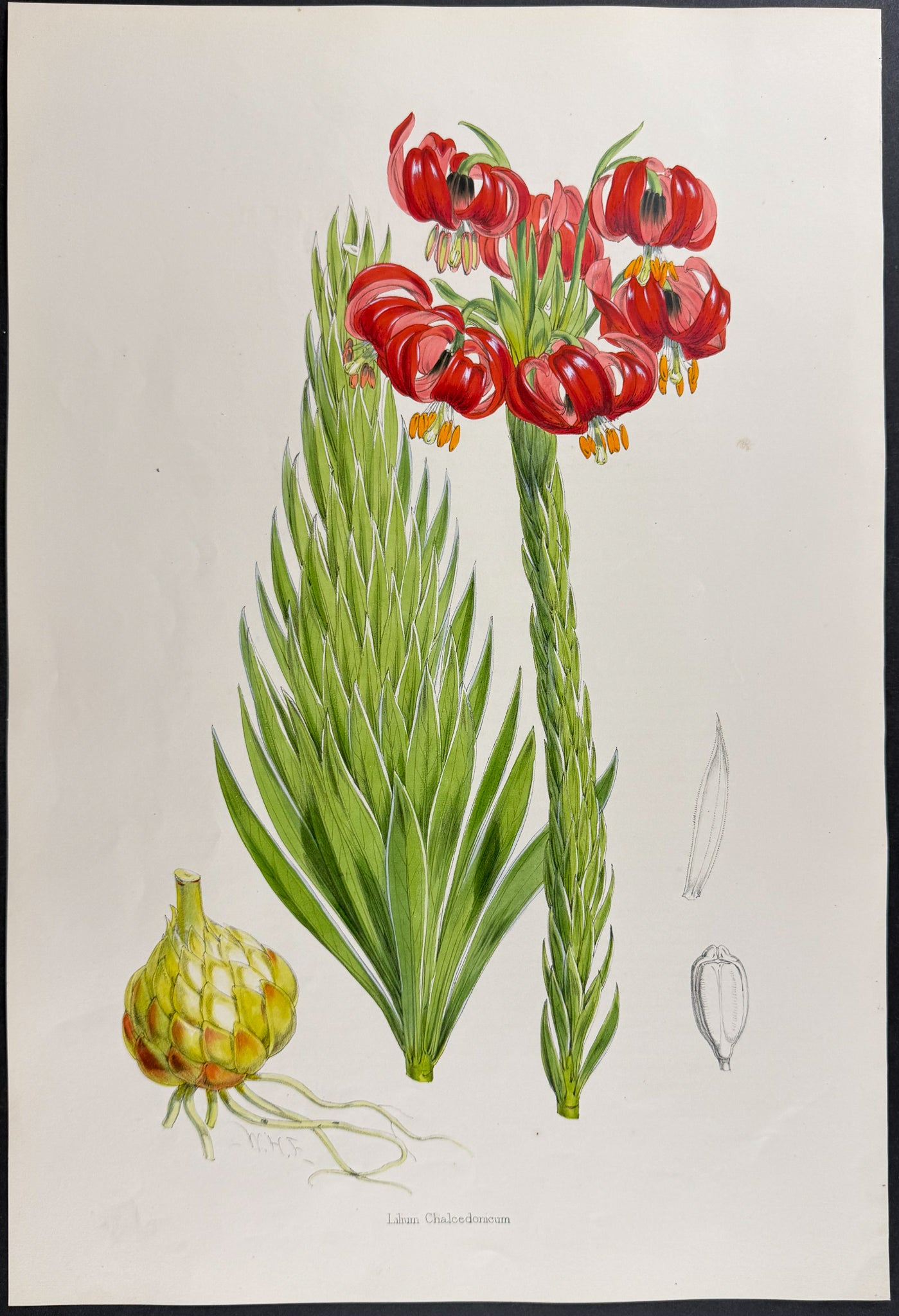 Scarlet Martagon Lily [Lilium Chalcedonicum]