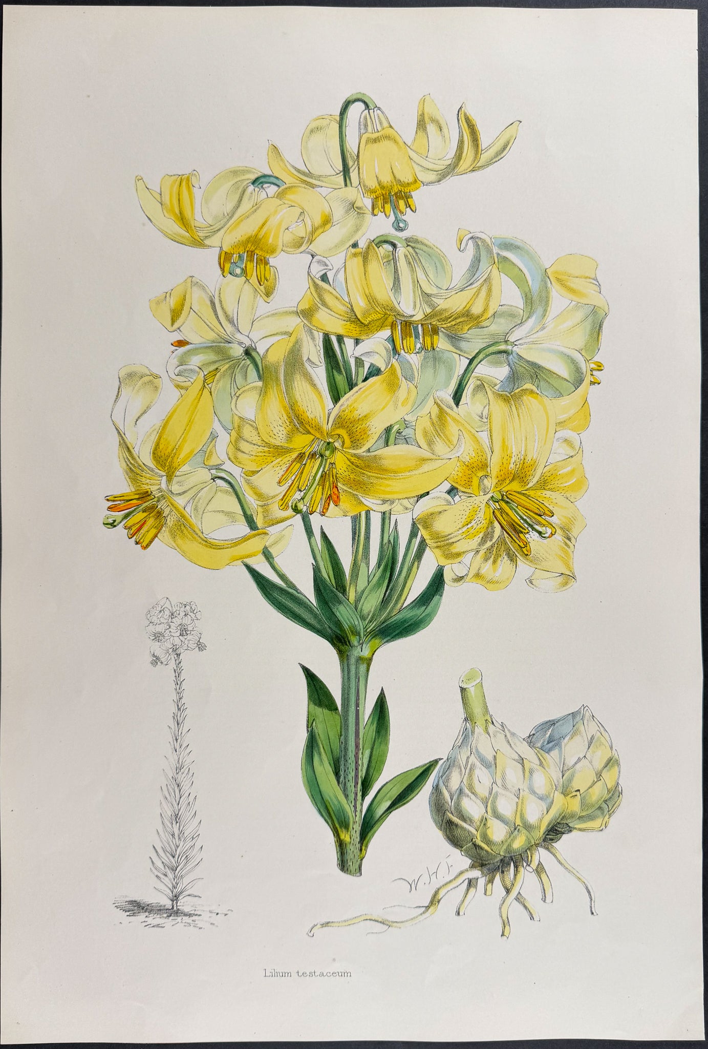 Nankeen Lily [Lilium testaceum]