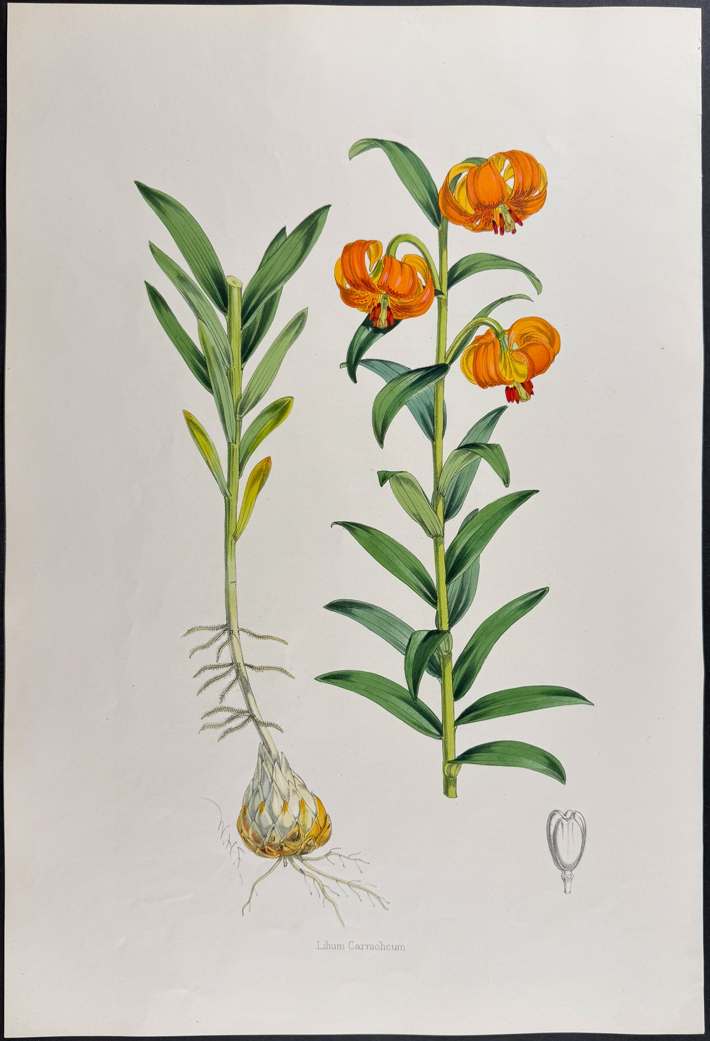 Carniolian Lily [Lilium Carniolicum]