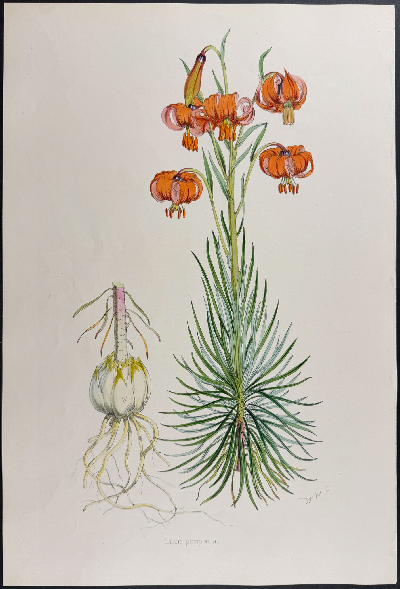 Pompone Lily [Lilium Pomponium]