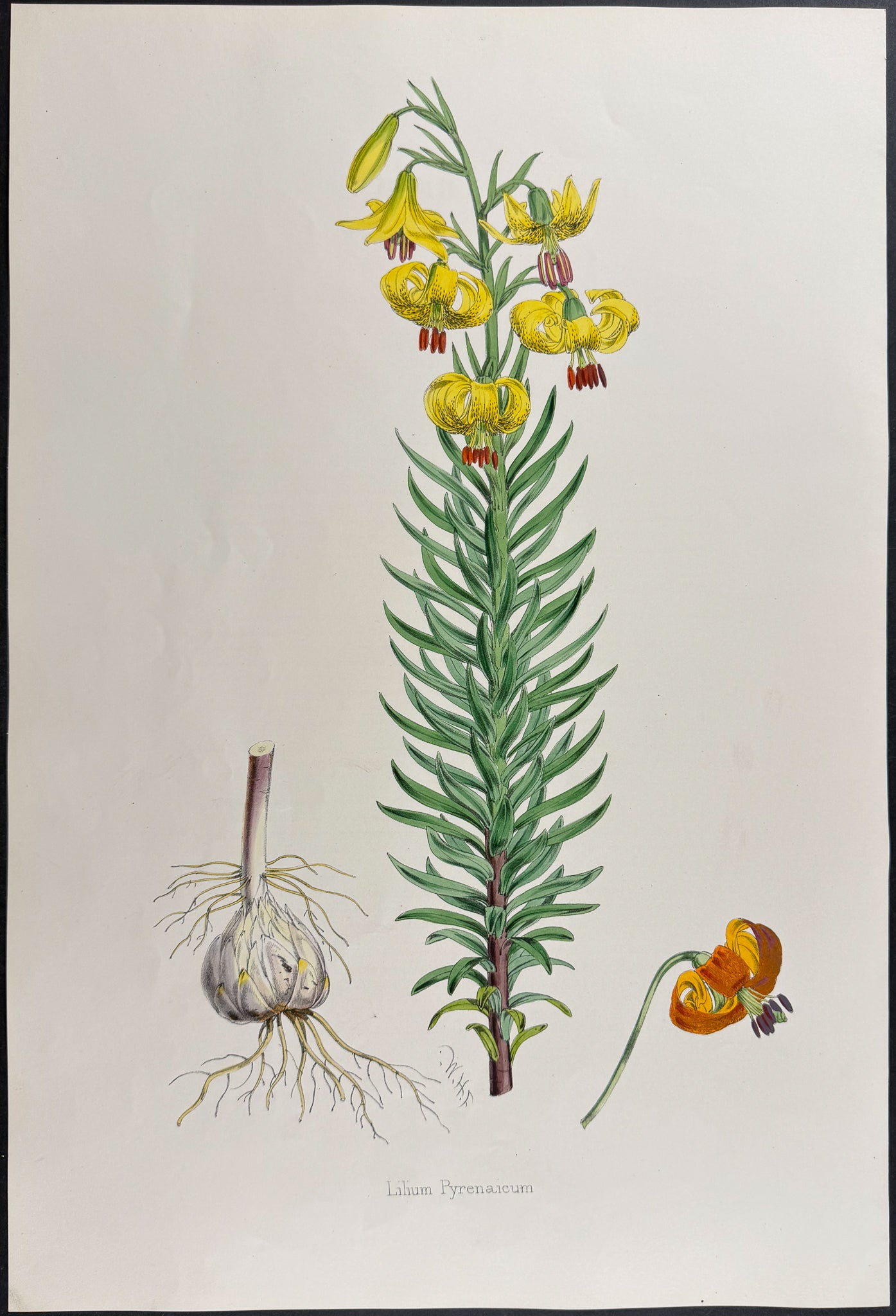Pyrenean Lily [Lilium Pyrenaicum]