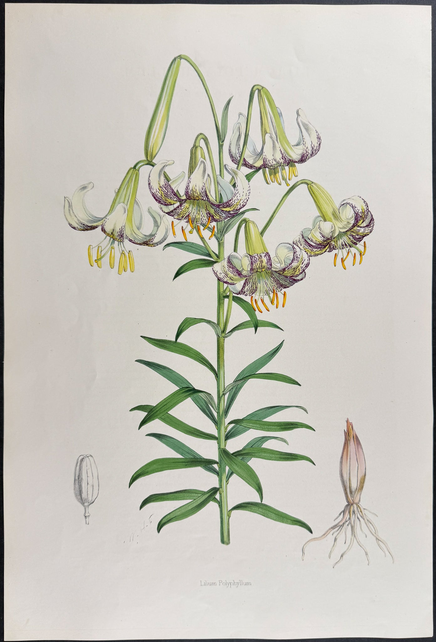 Many-leaved Lily [Lilium Polyphyllum]