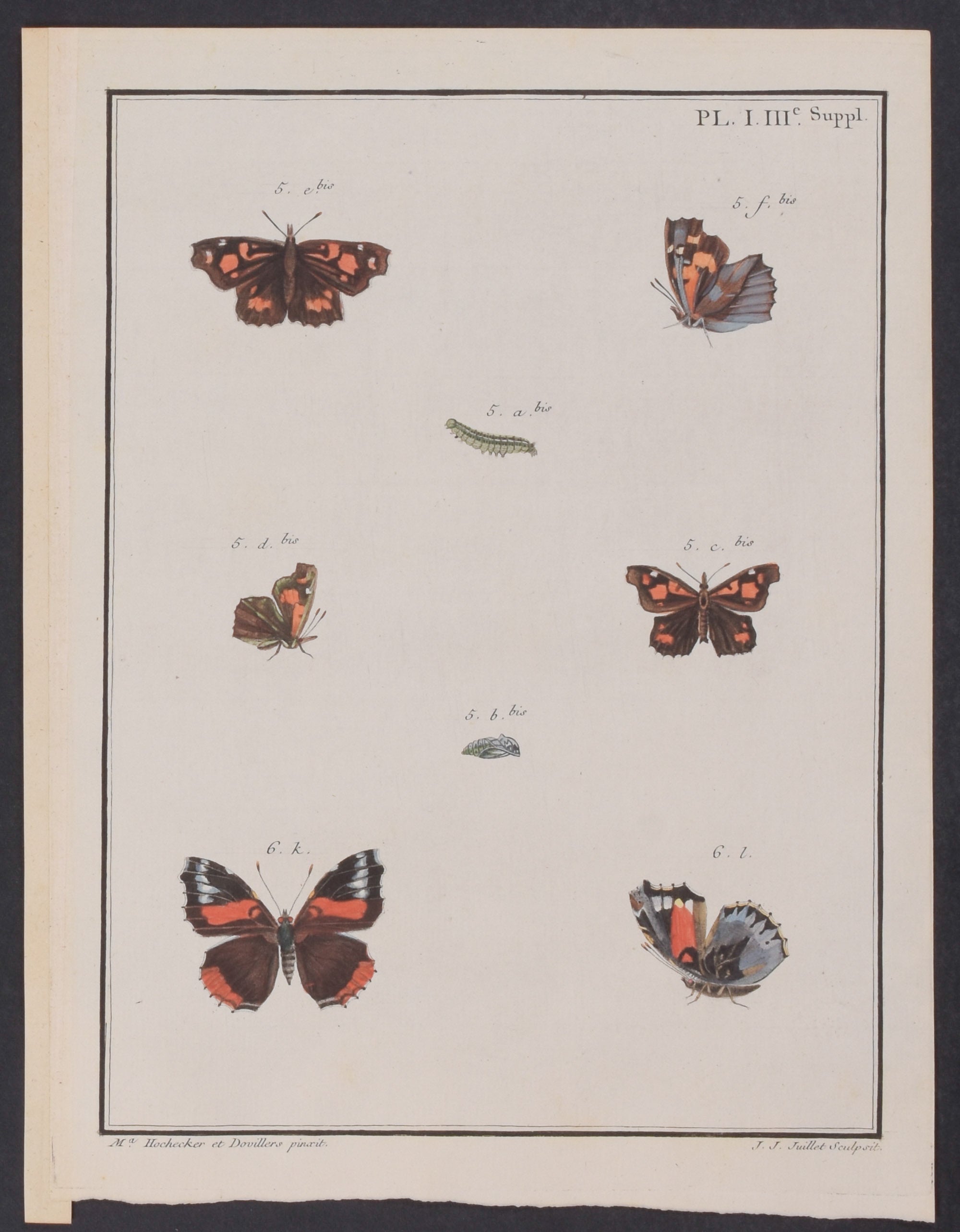 Butterfly Metamorphosis