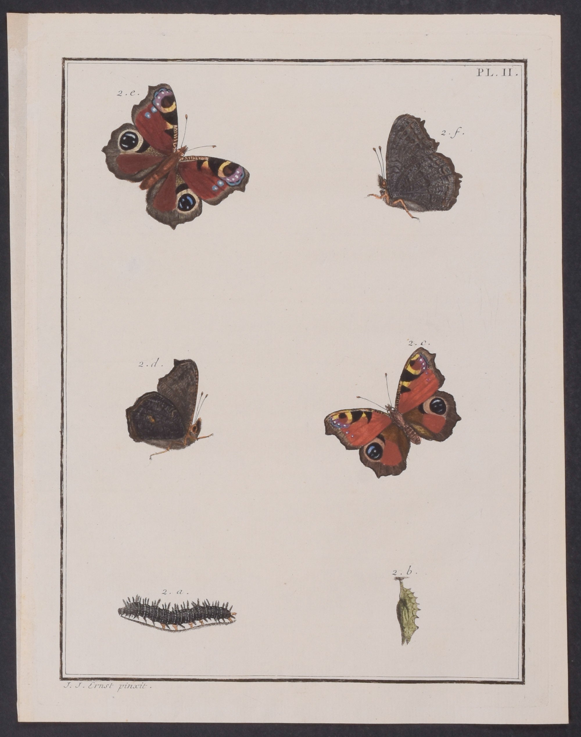 Butterfly Metamorphosis