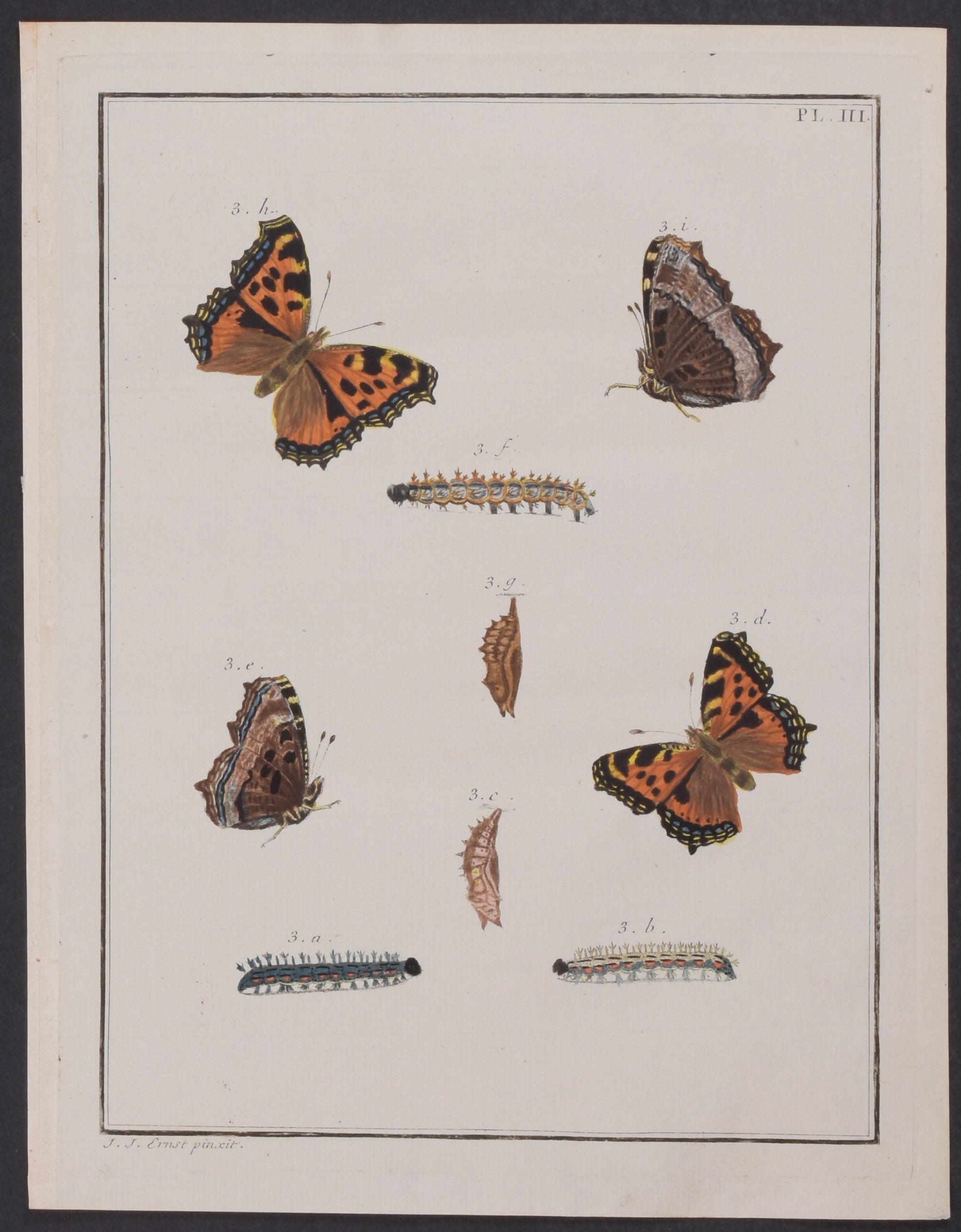 Butterfly Metamorphosis