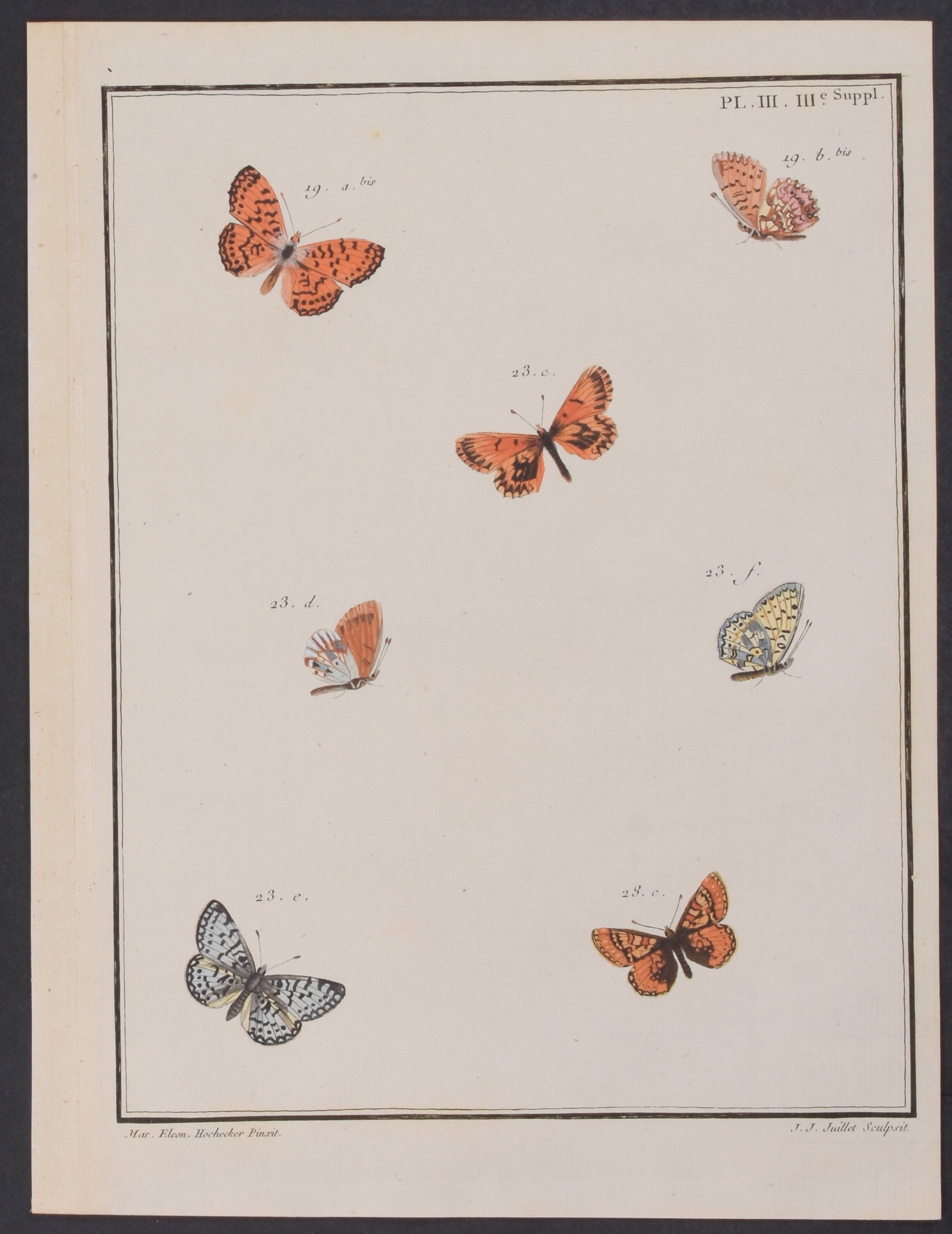 Butterflies