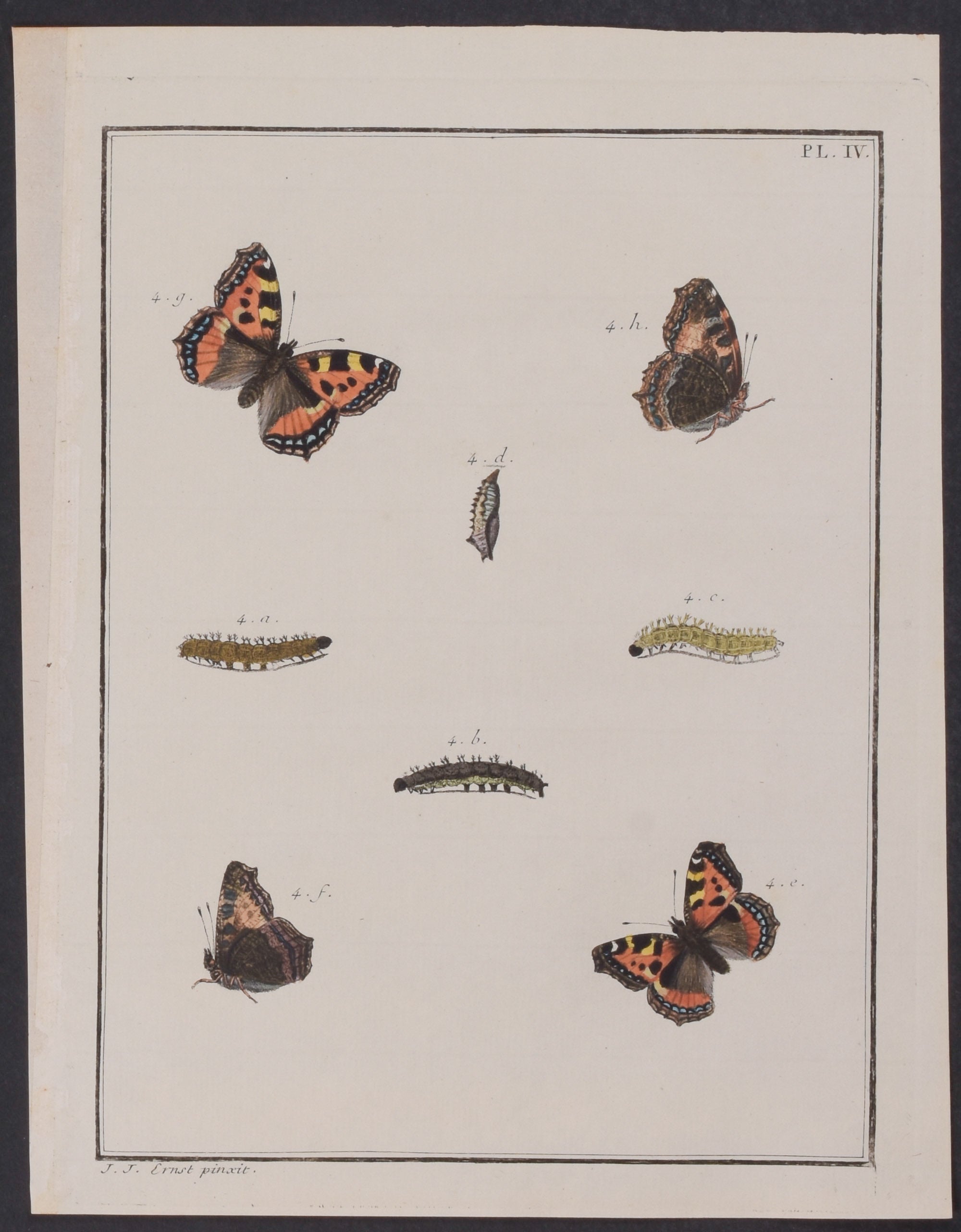 Butterfly Metamorphosis
