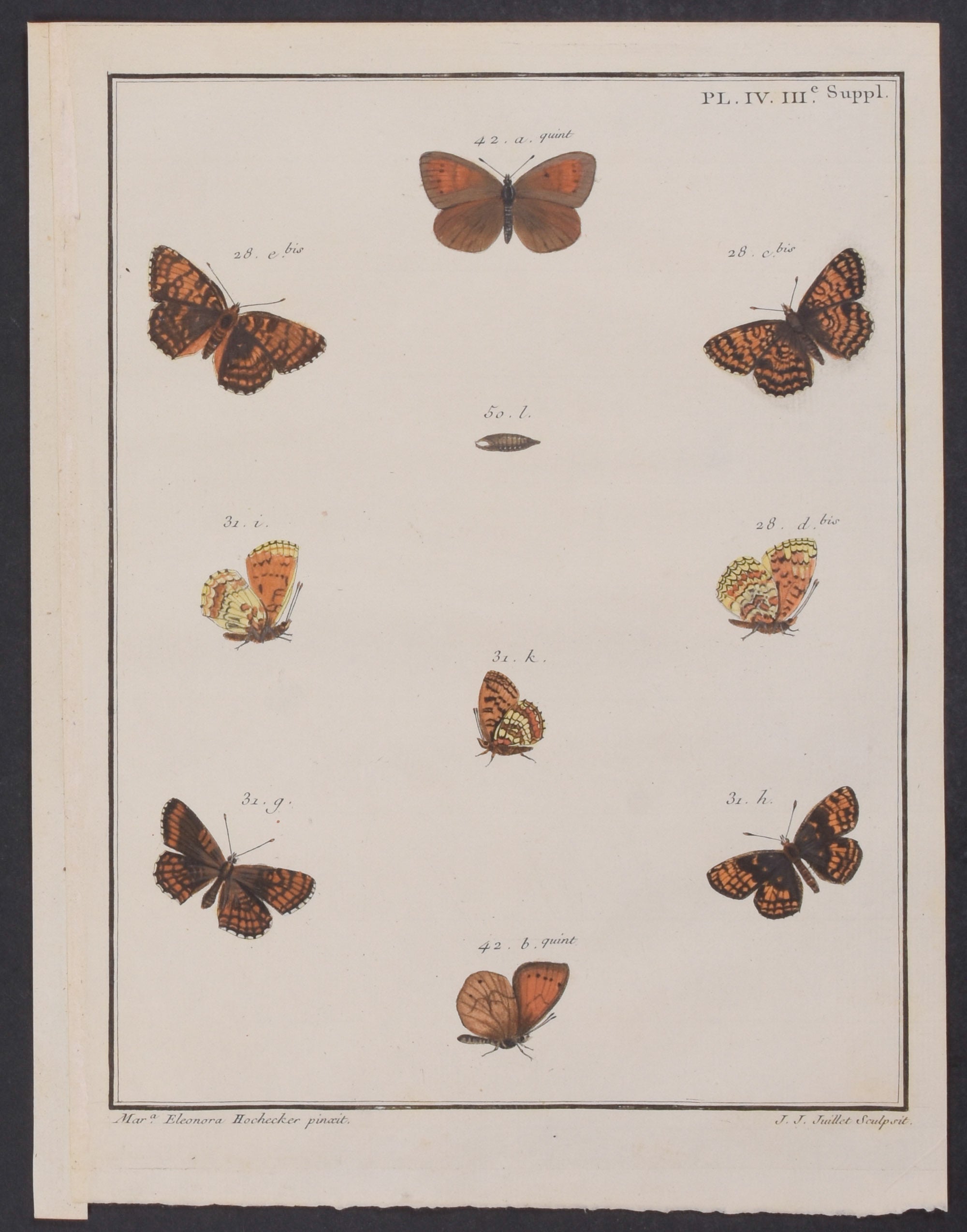 Butterfly Metamorphosis