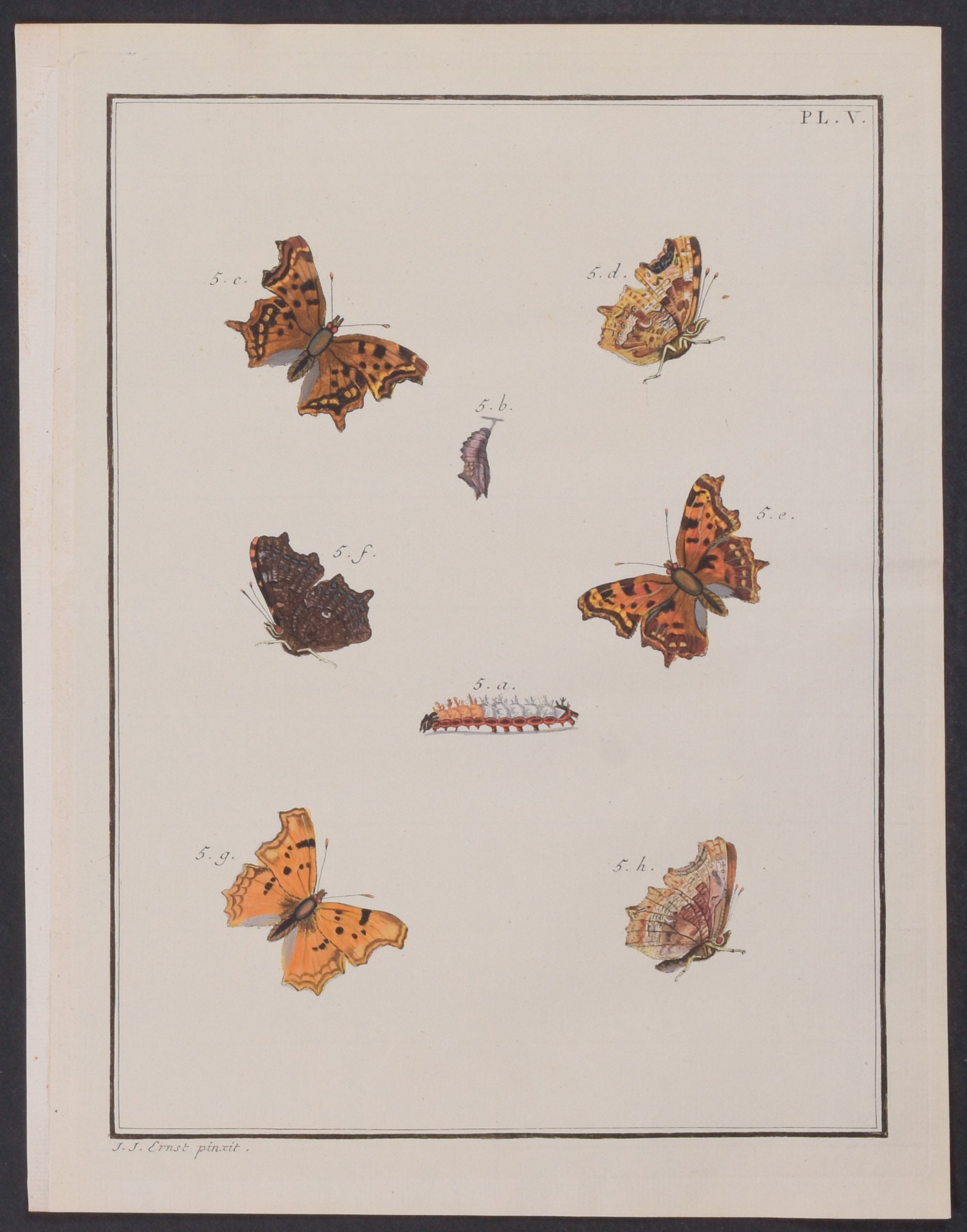 Butterfly Metamorphosis