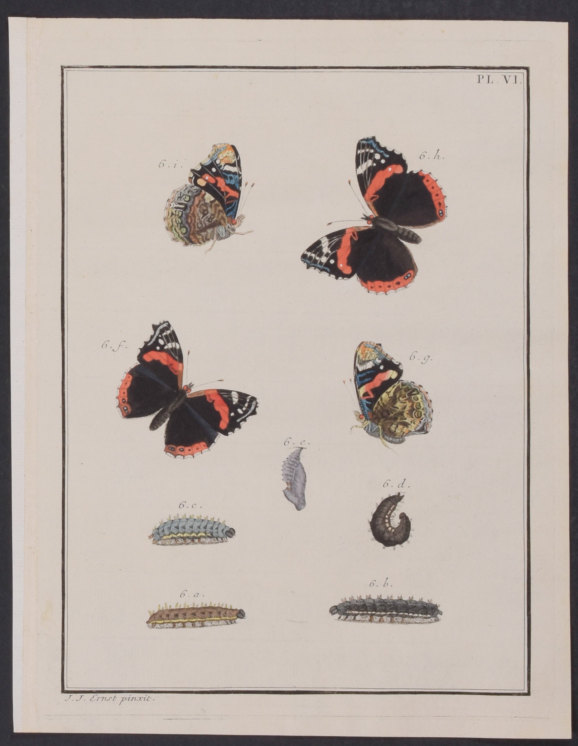 Butterfly Metamorphosis