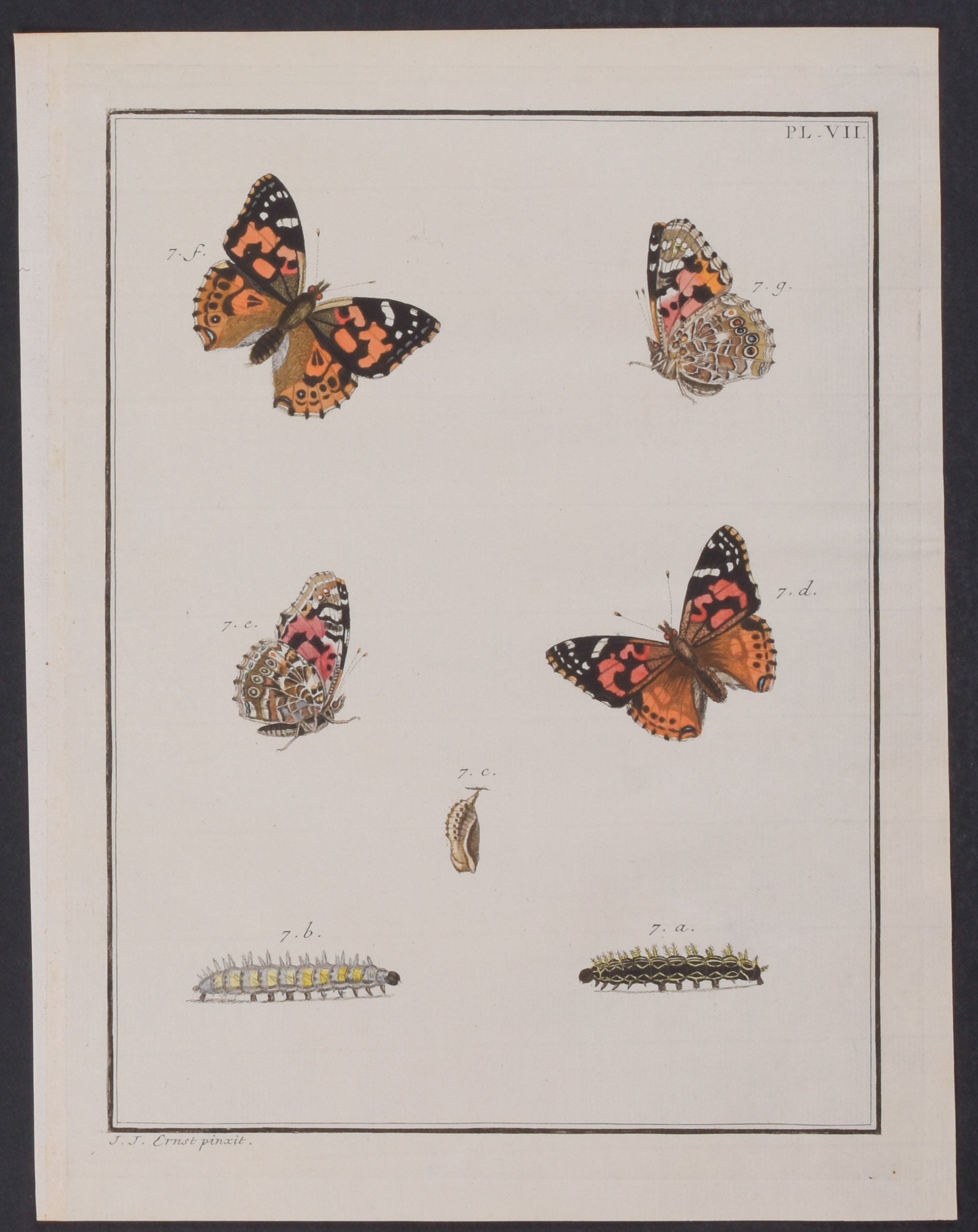 Butterfly Metamorphosis