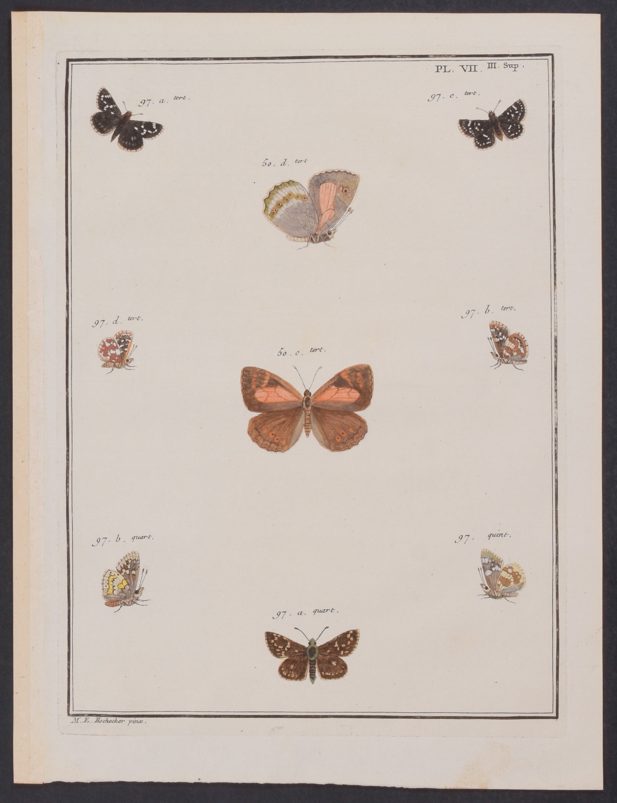 Butterflies